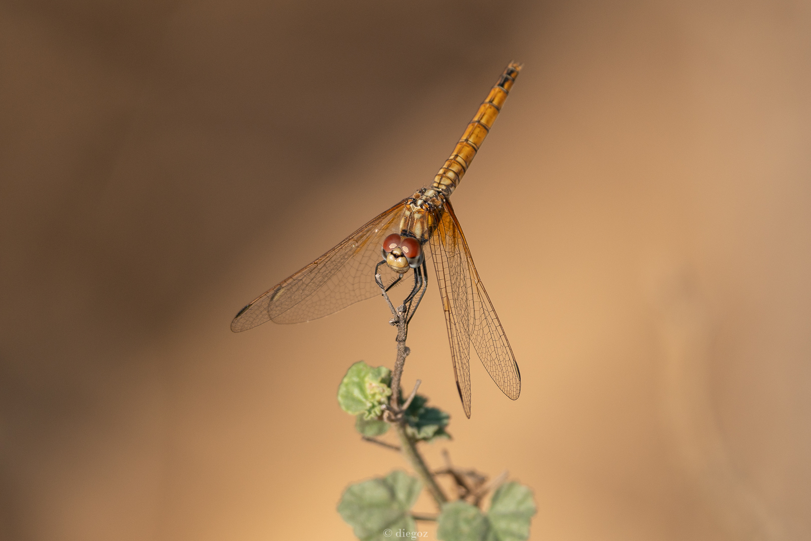 dragonfly