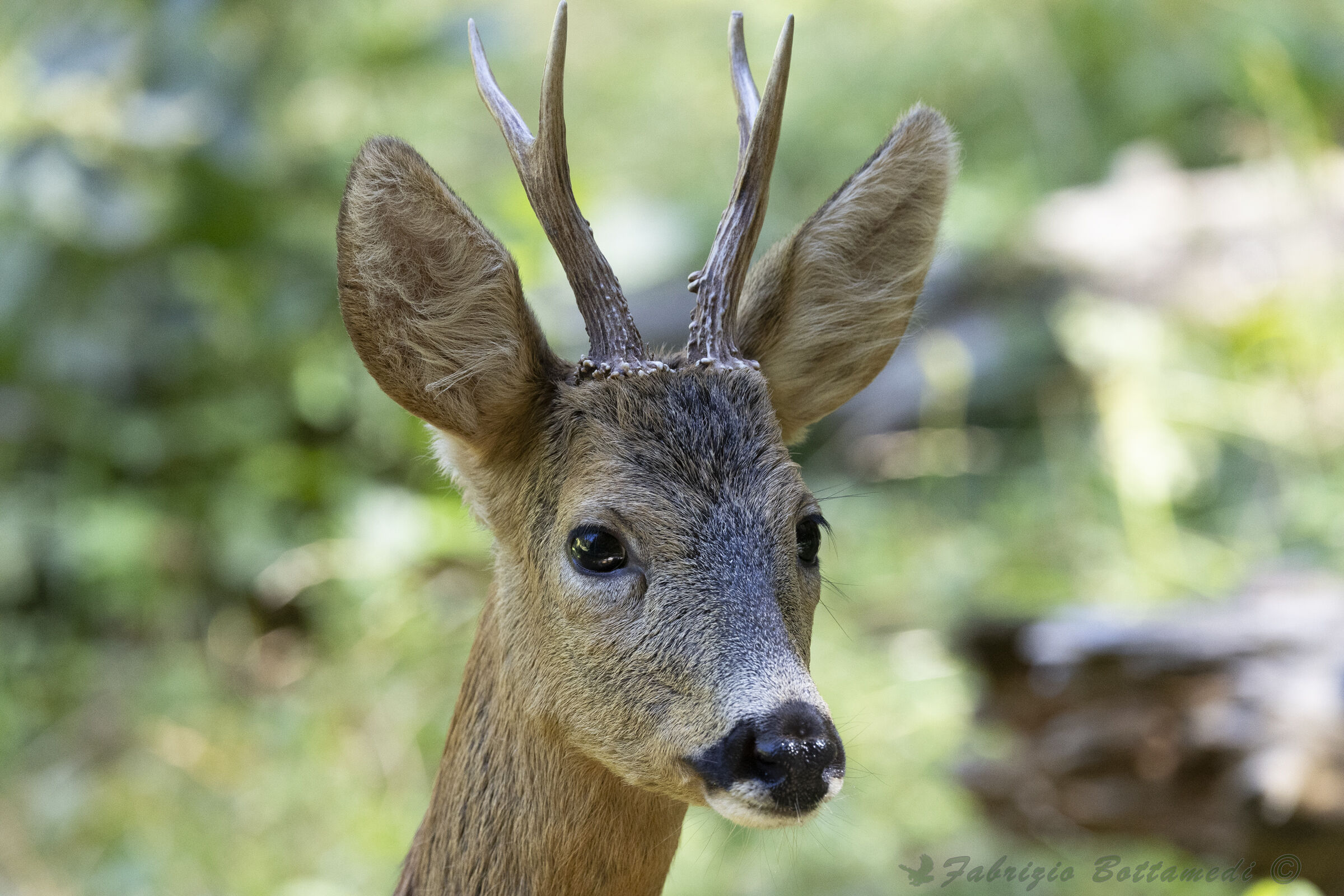 Capriolo vicino....molto vicino....