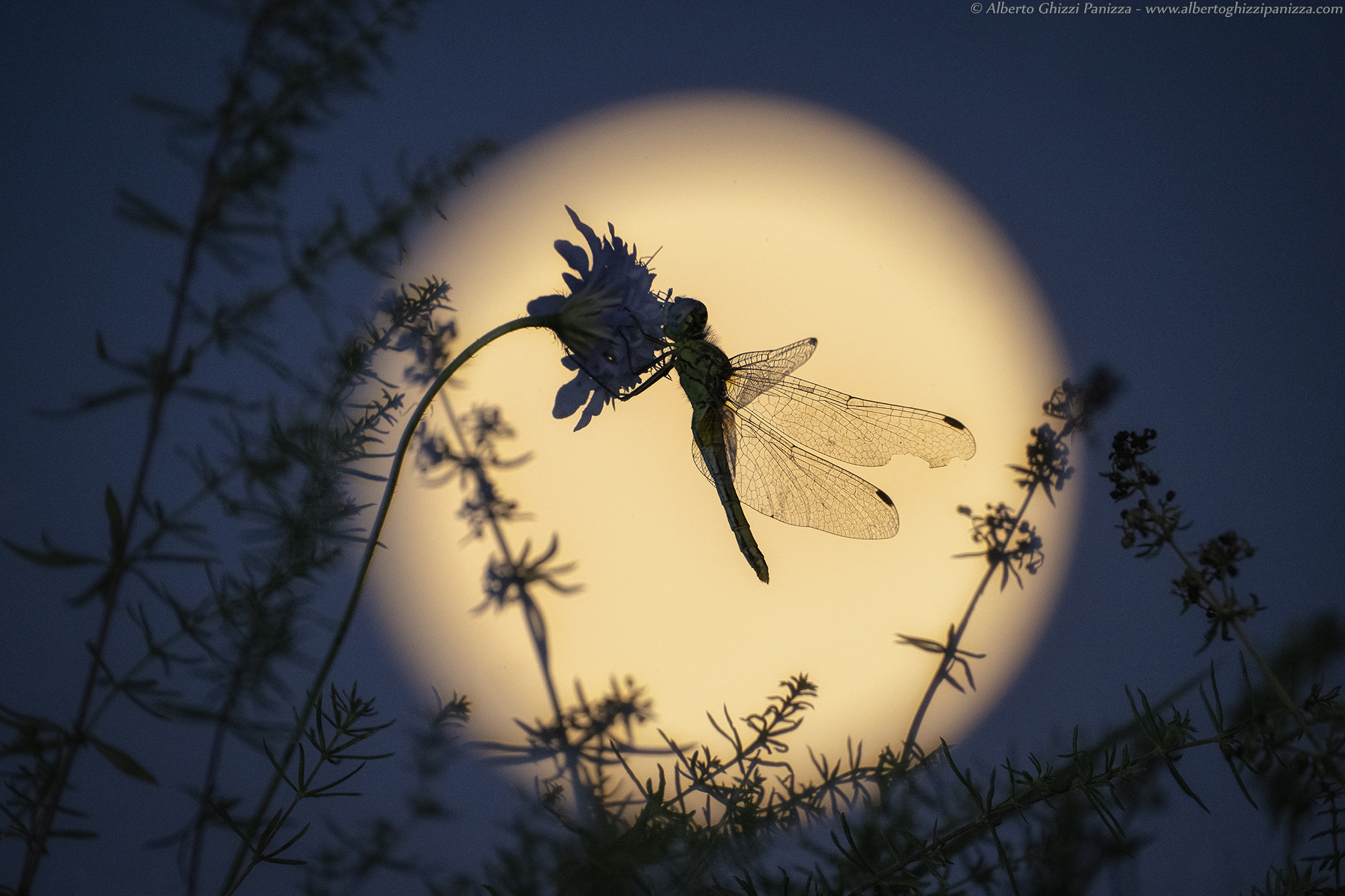 Dragonfly in the moonlight