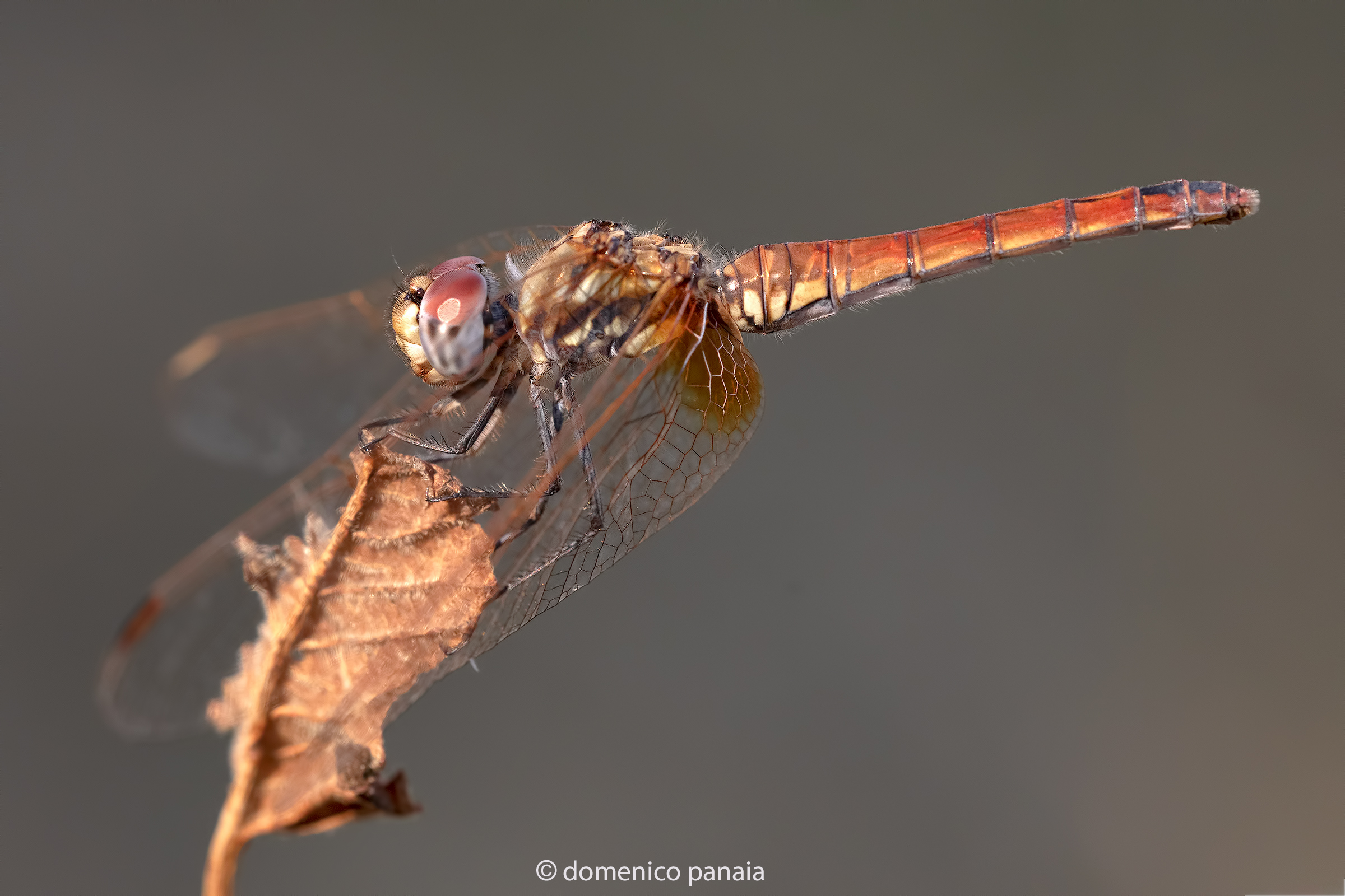Trithemis annulata female