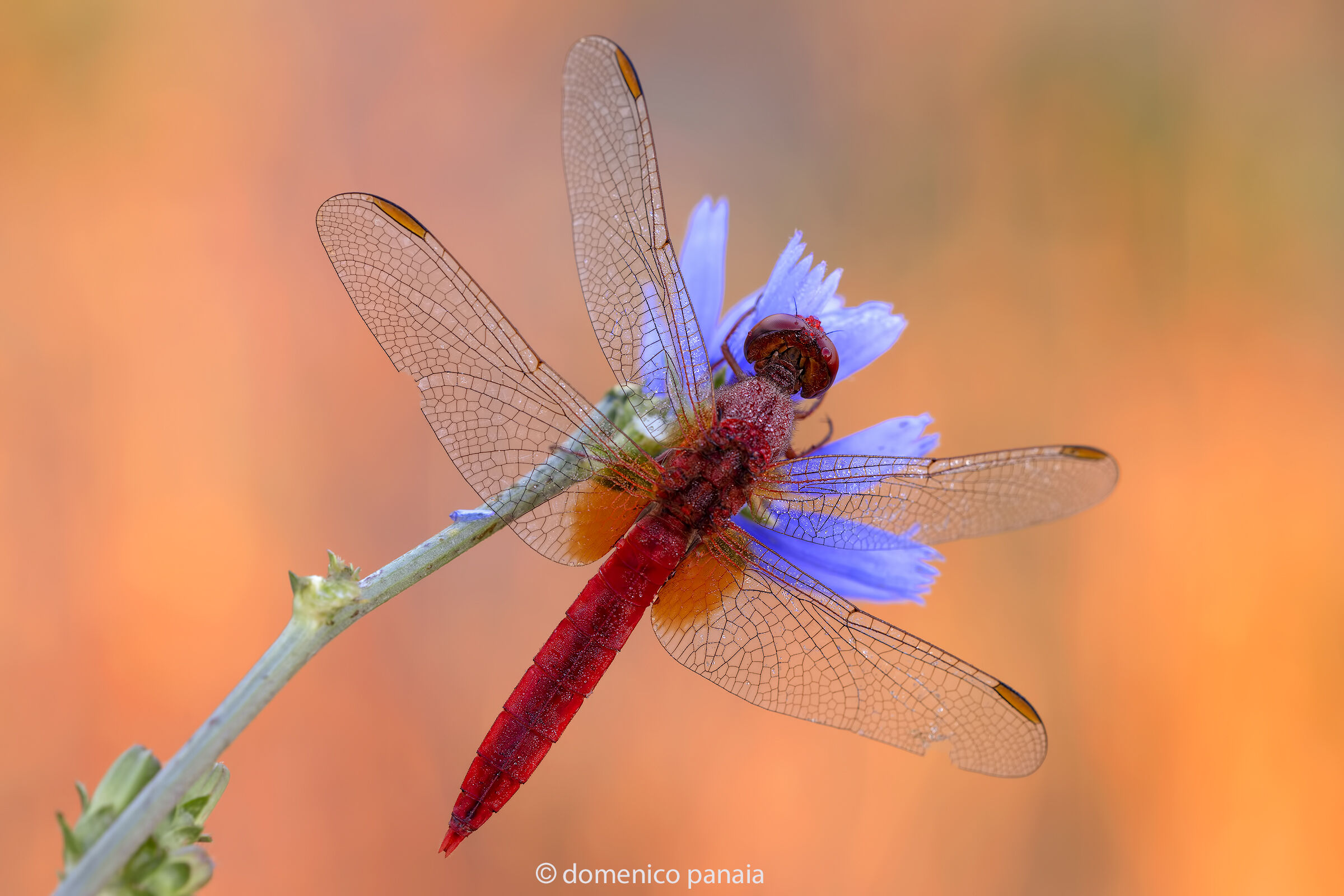 crocothemis erythraea