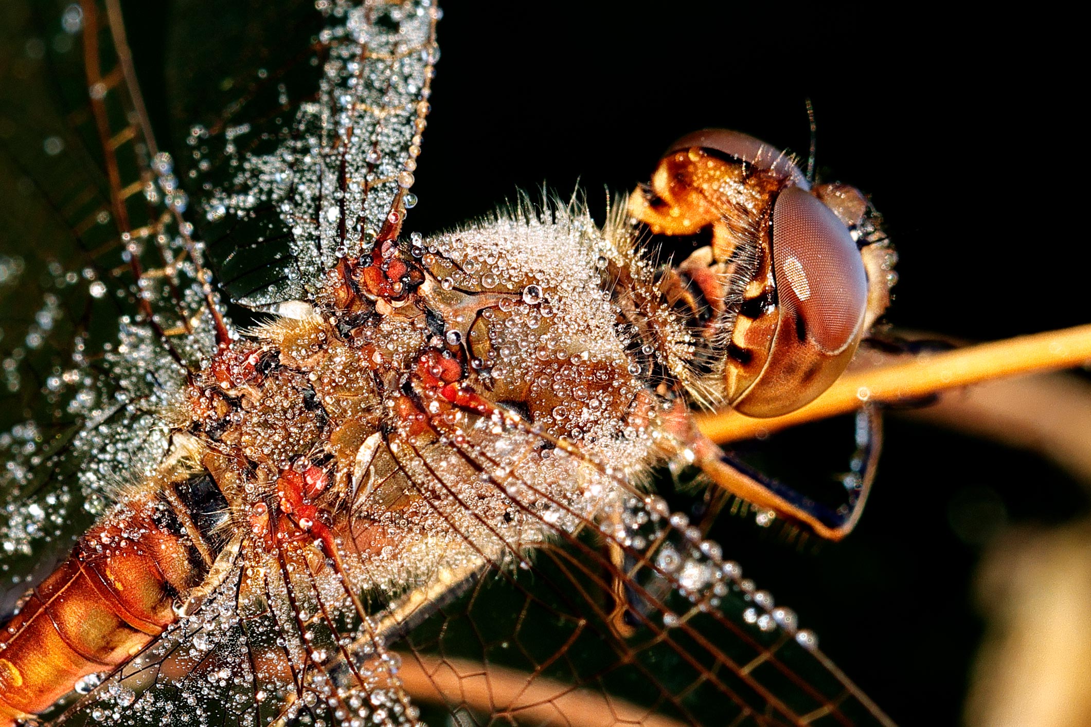 Dragonfly with dew