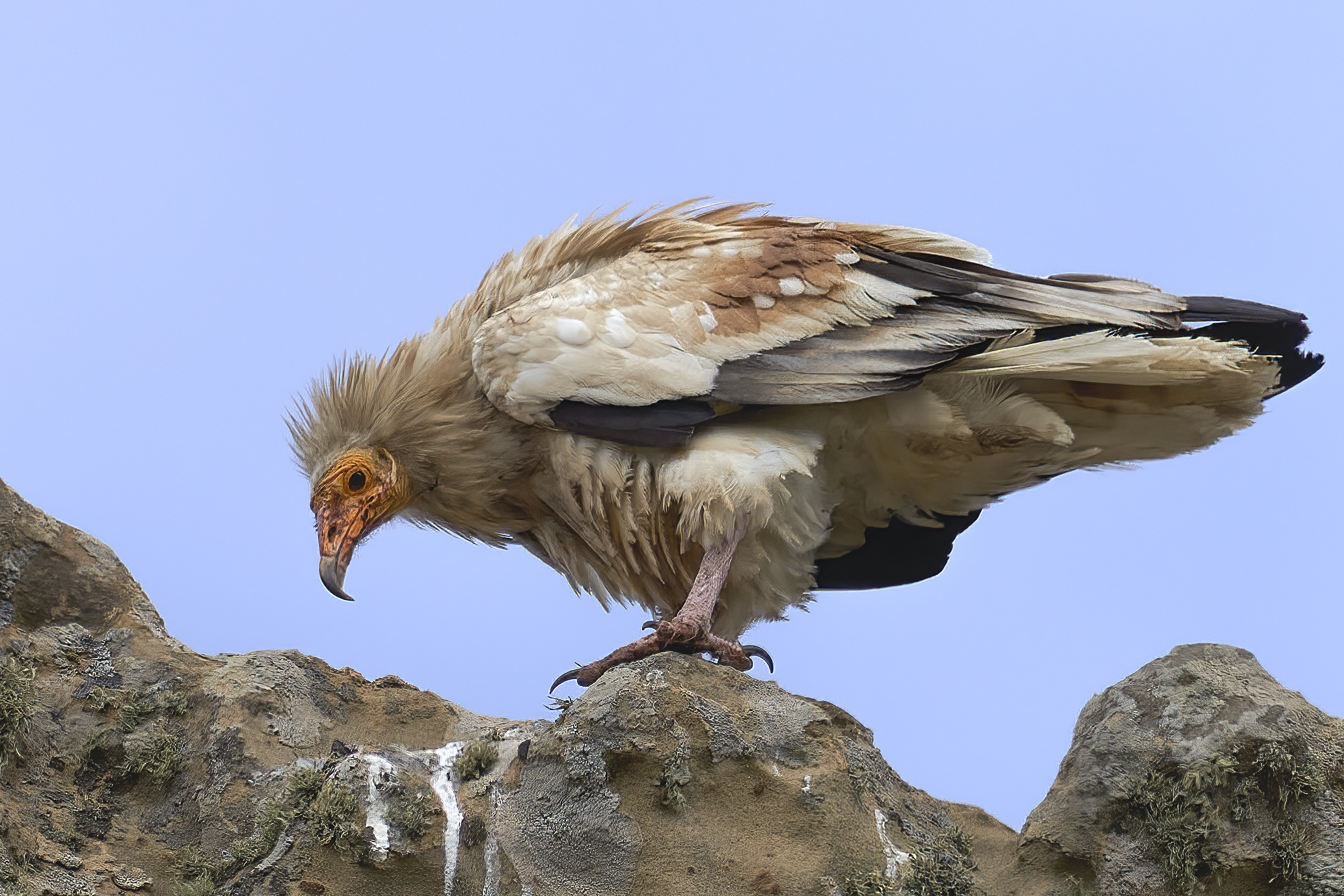 White scavenger vulture