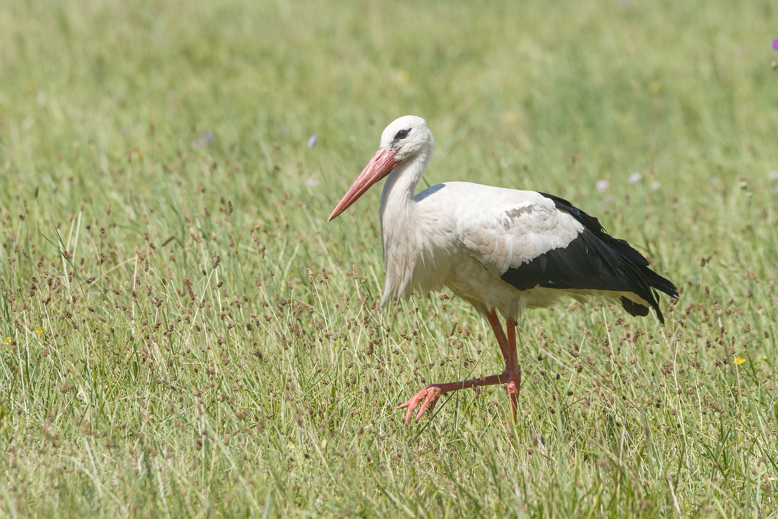 Cicogna