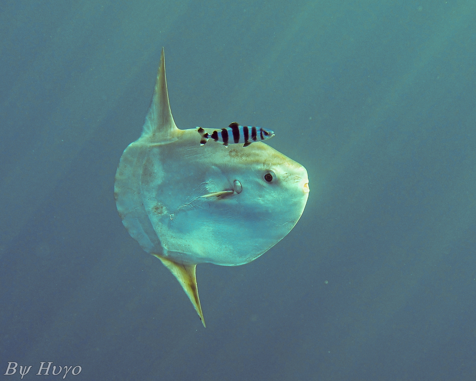 Mola mola