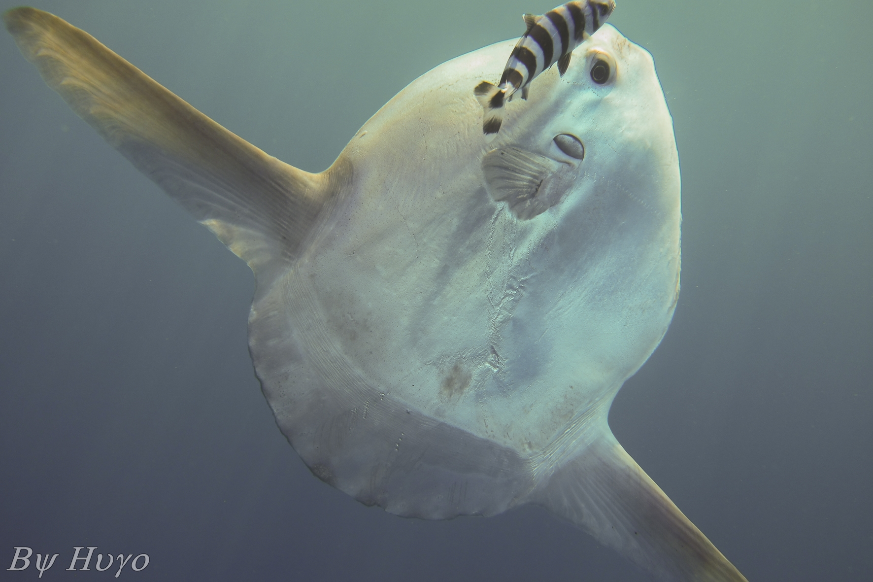 Mola mola