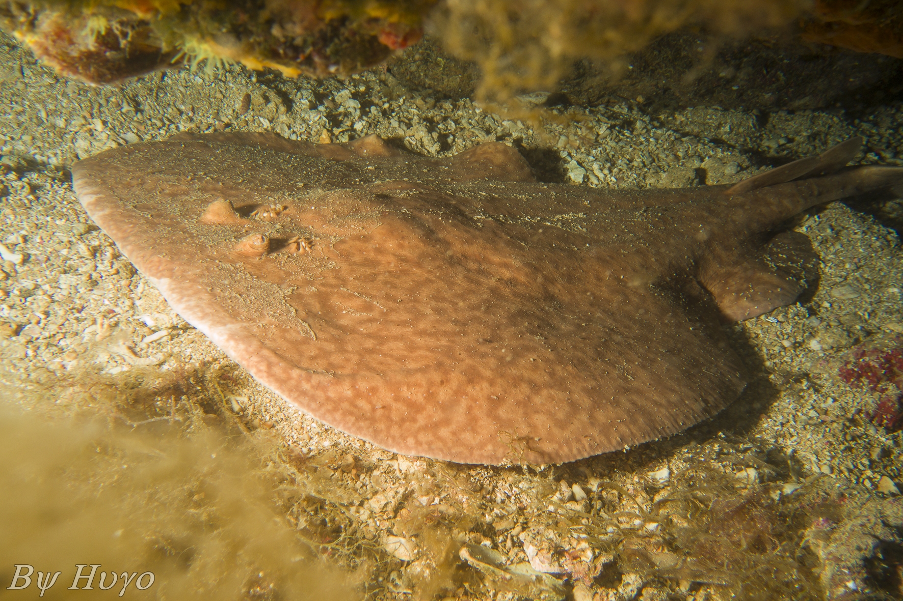 Torpedo marmorata