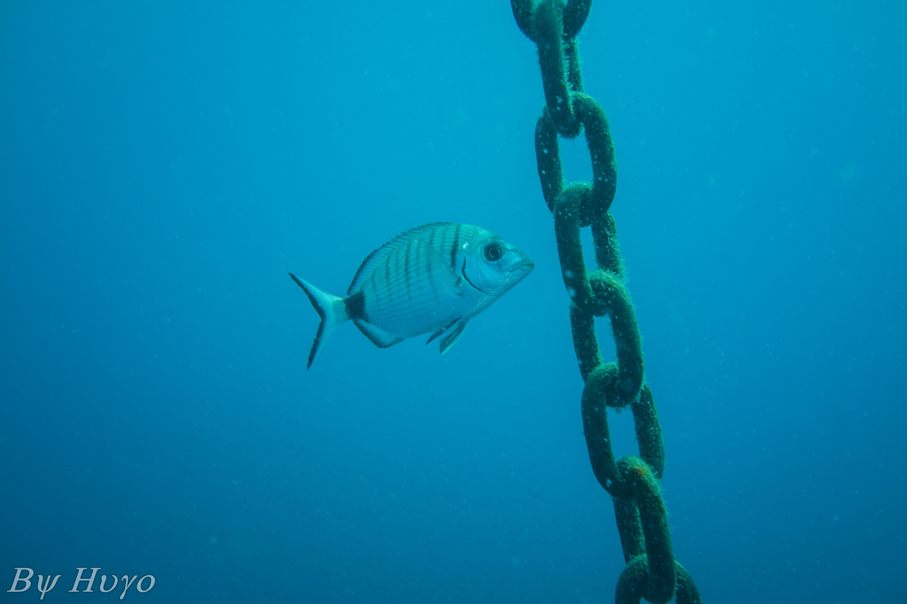 Diplodus puntazzo - Sarago Pizzuto -