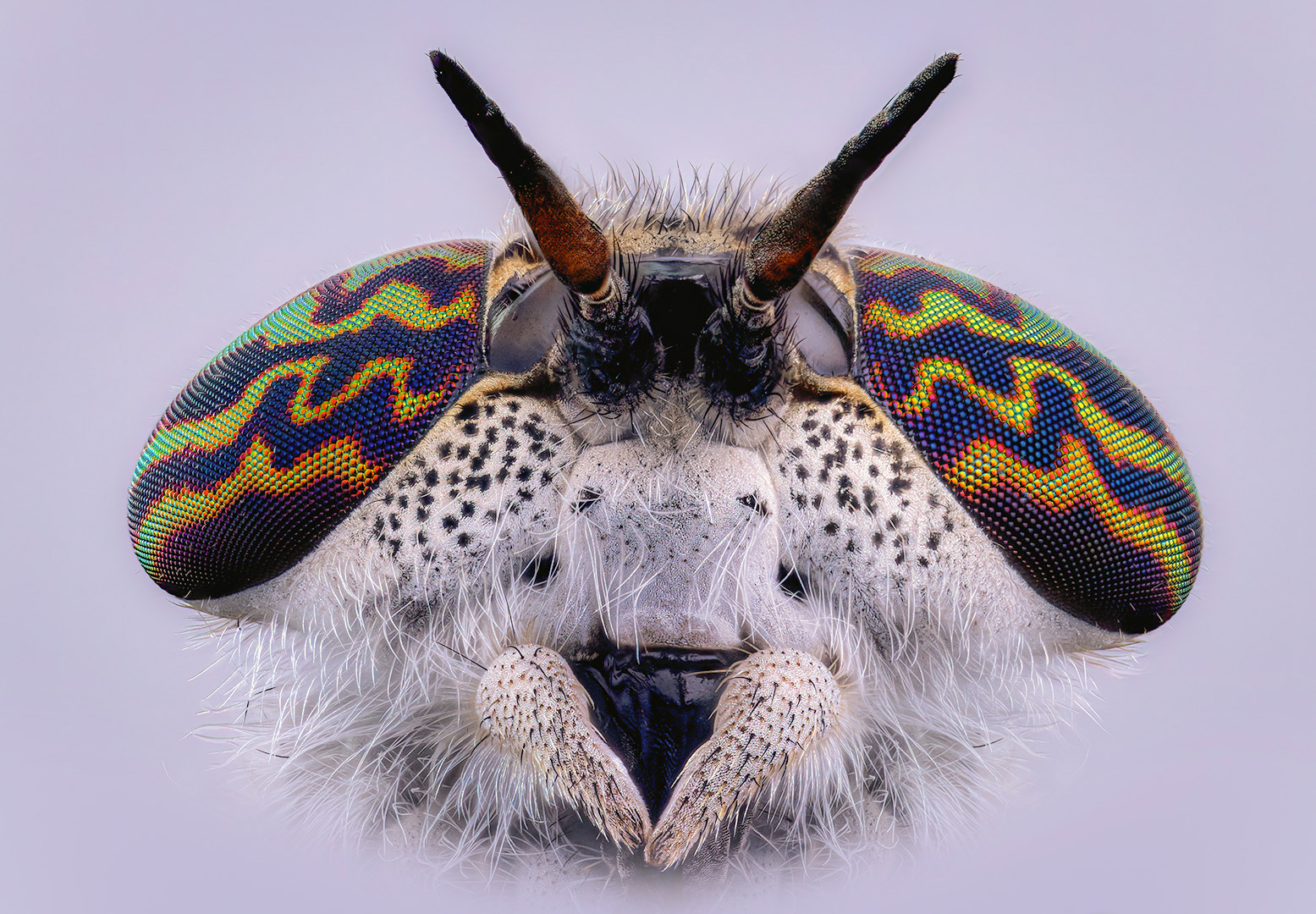 Haematopota pluvialis