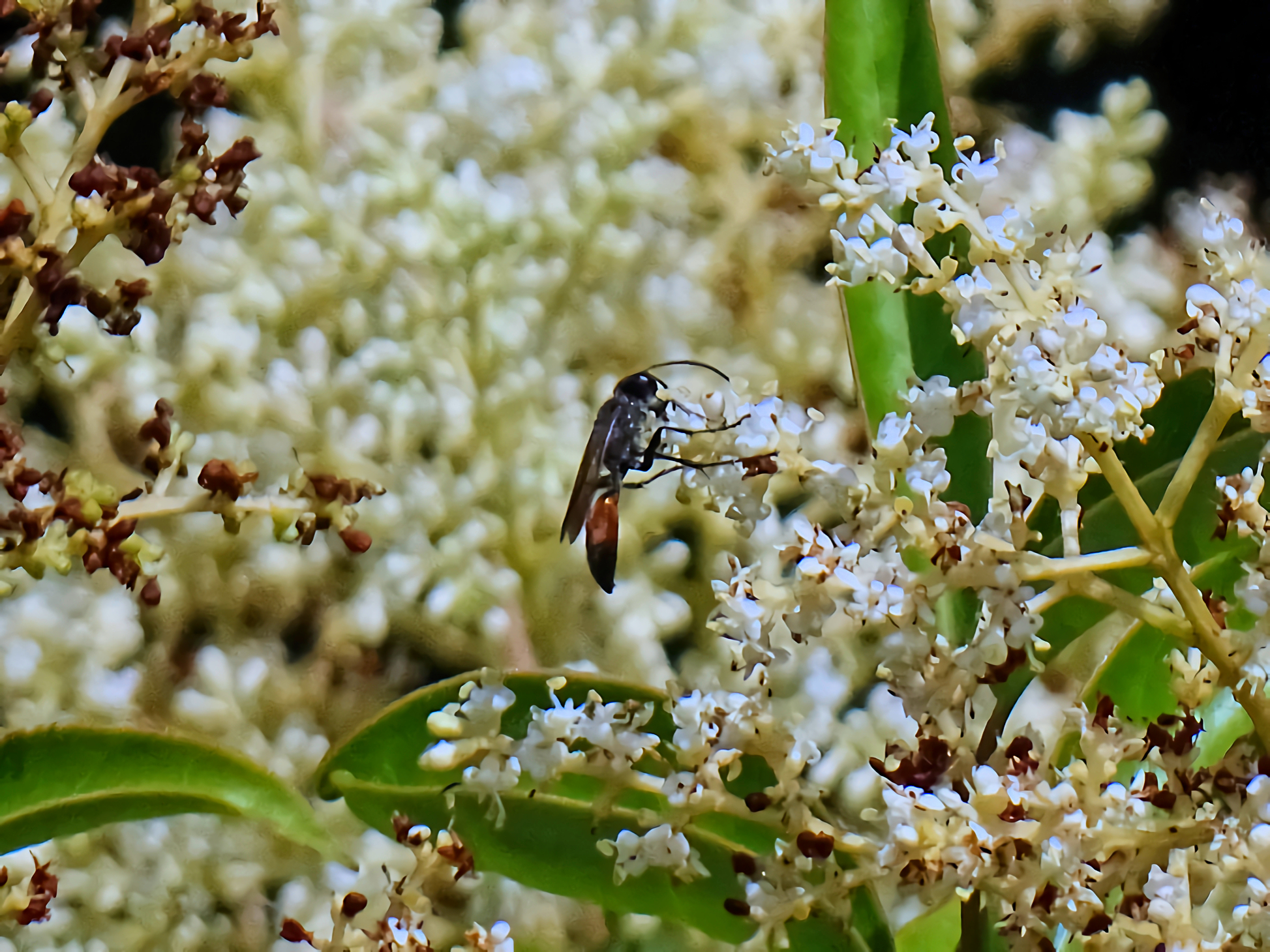 Sphecidae - 50X crop.2.66