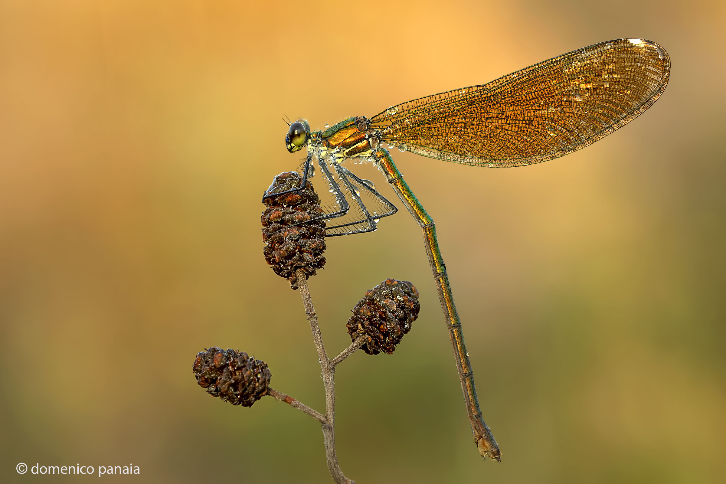 calopteryx splendens