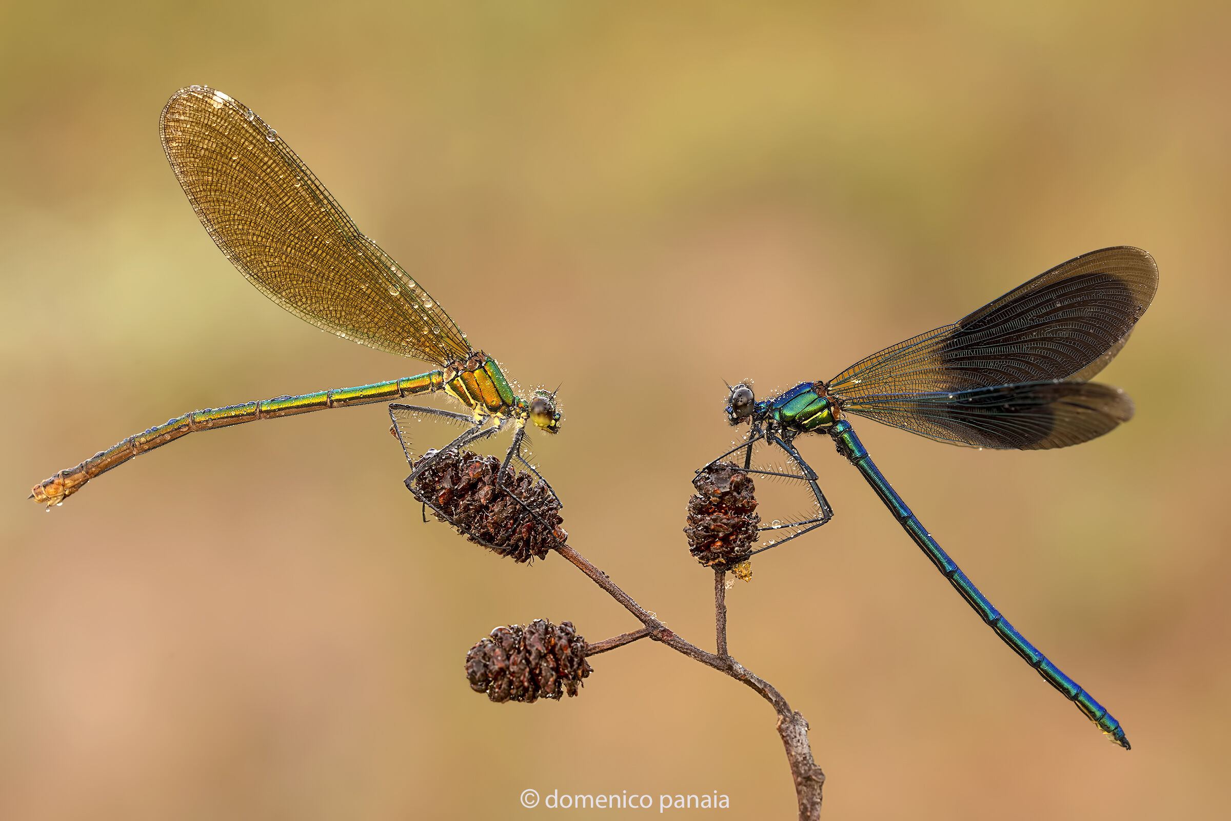 calopteryx splendens