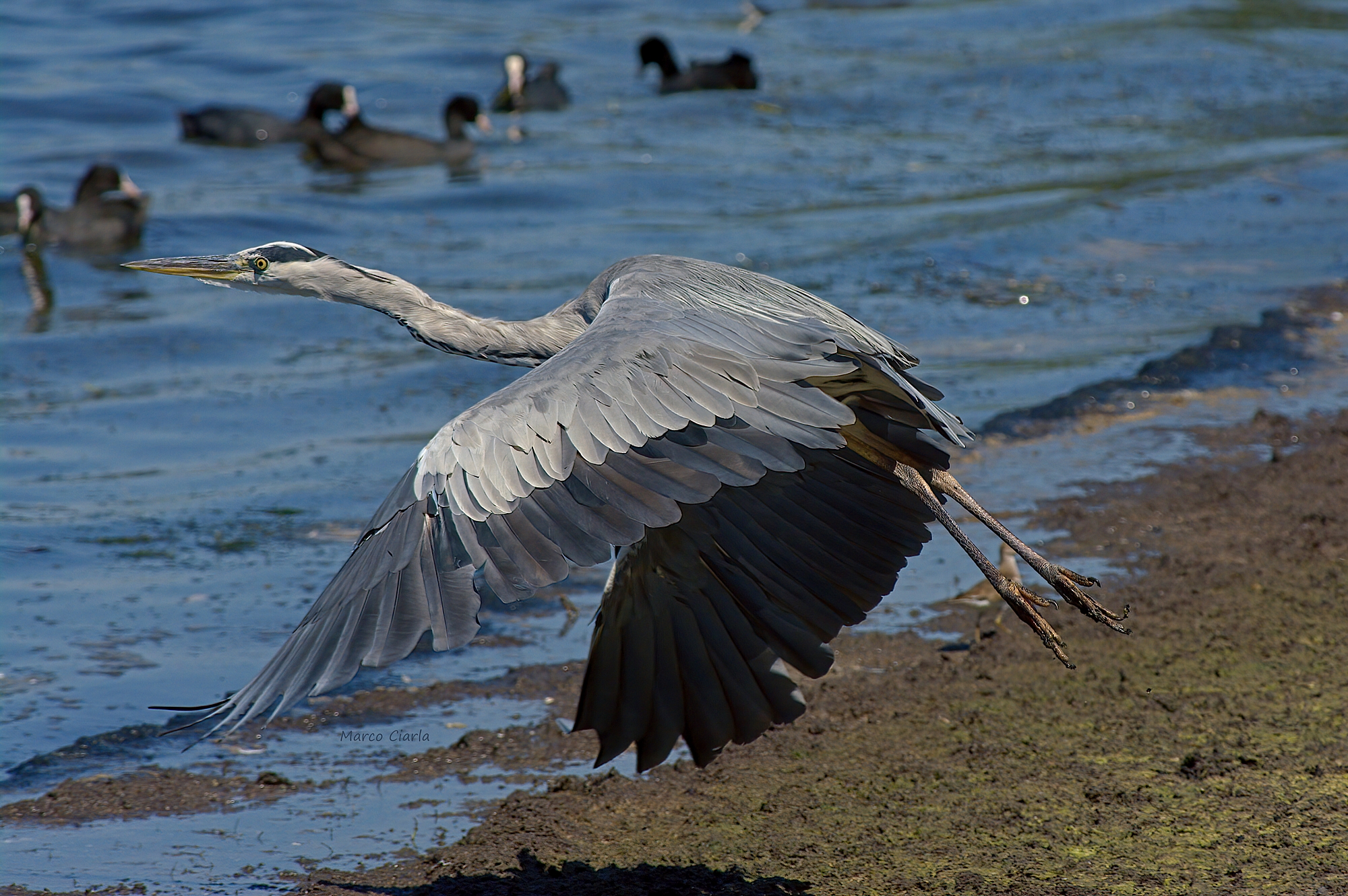 Airone cenerino (Ardea cinerea)