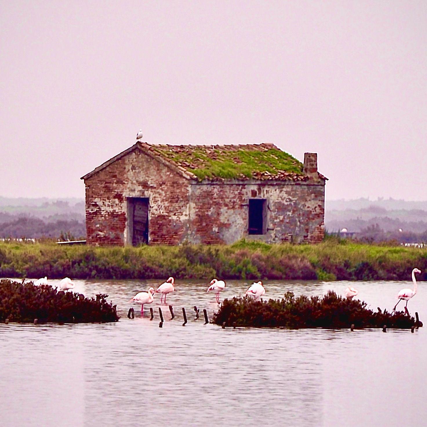 Delta del Po , fenicotteri rosa .