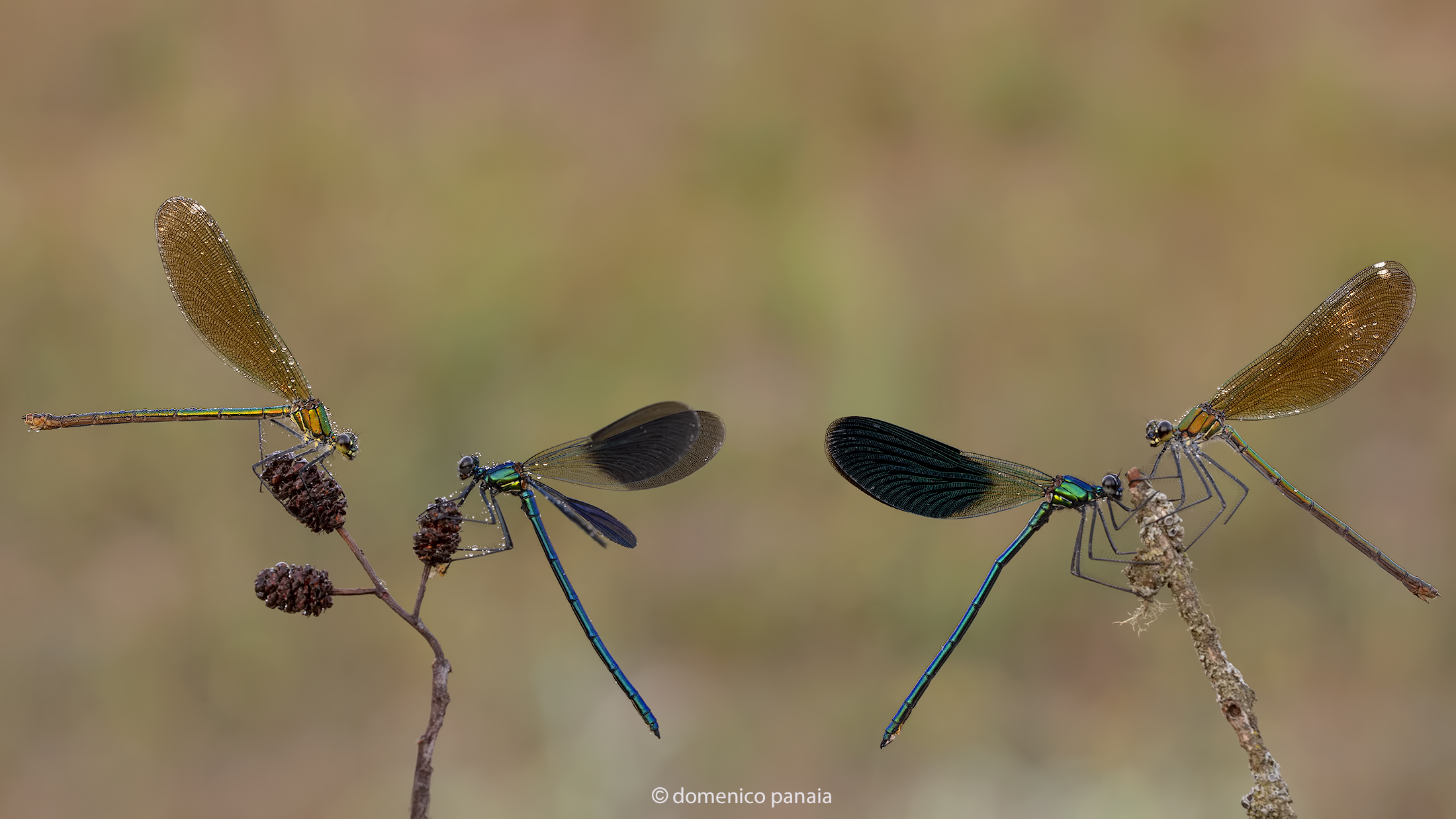 double pair