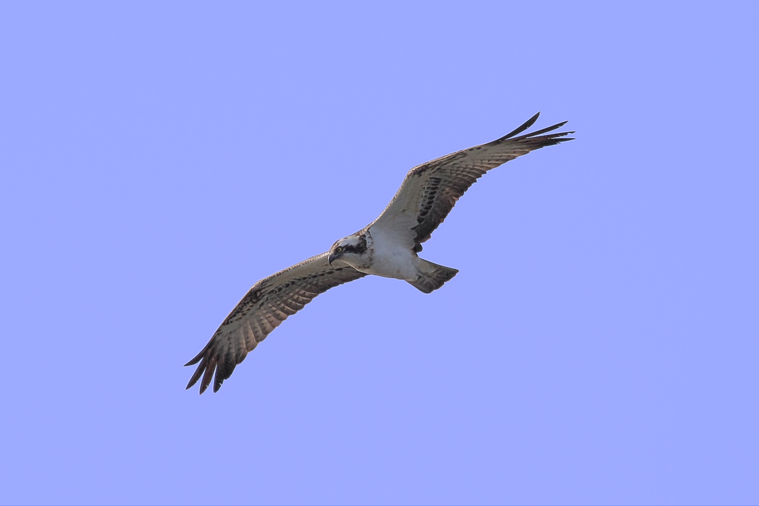 Osprey