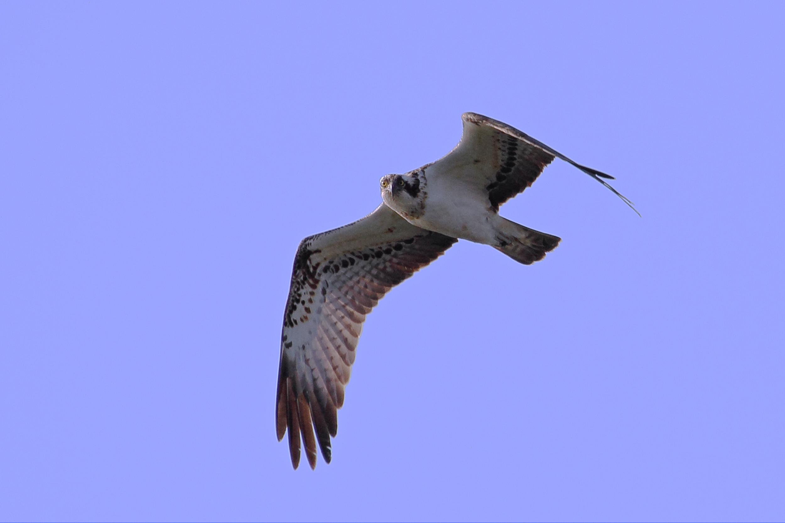 Osprey