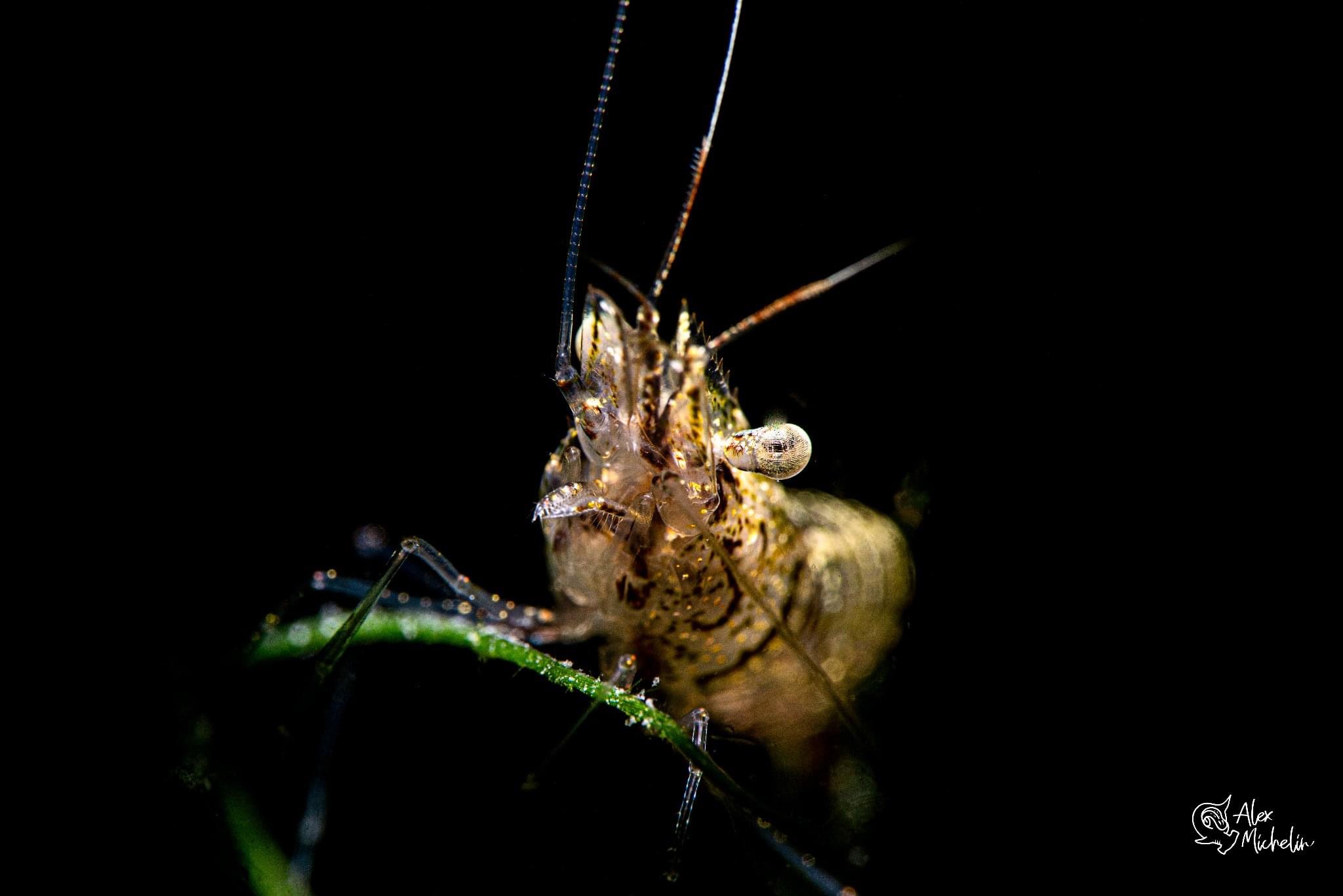 Phalaemonetes antennarius