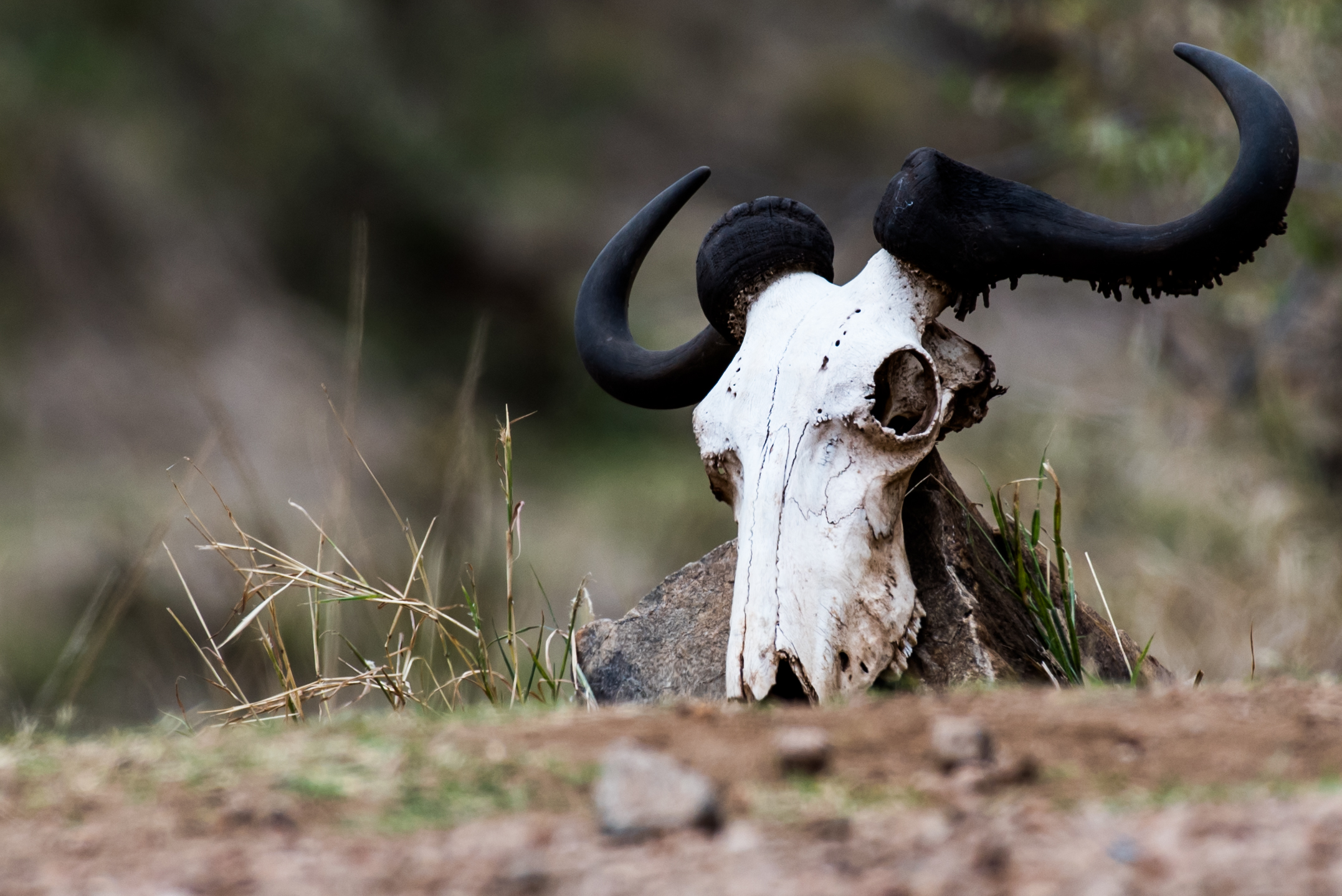 Wildebeest skull