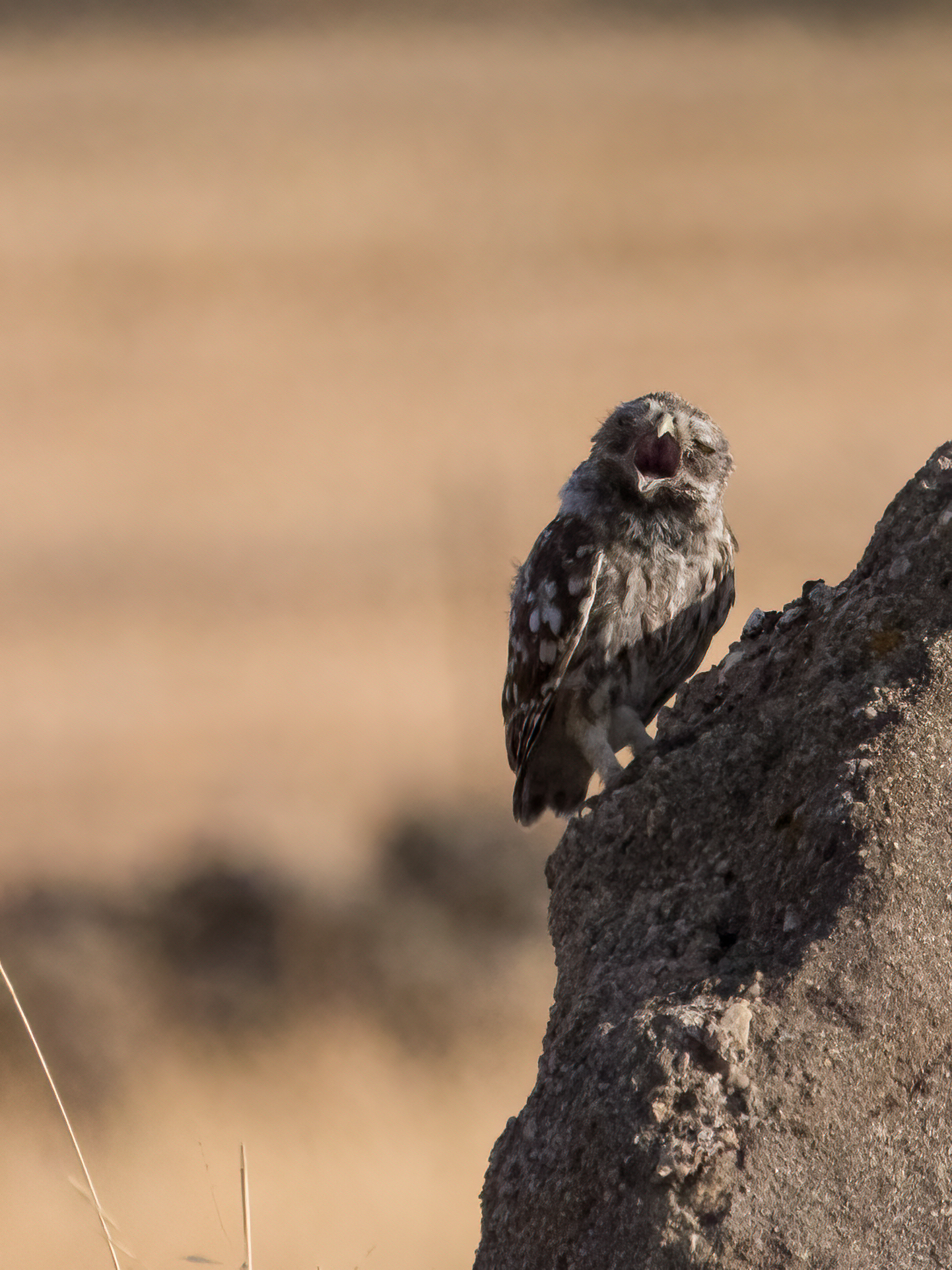 Owl