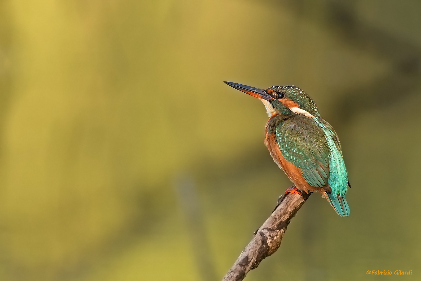 Alcedo atthis (Kingfisher)