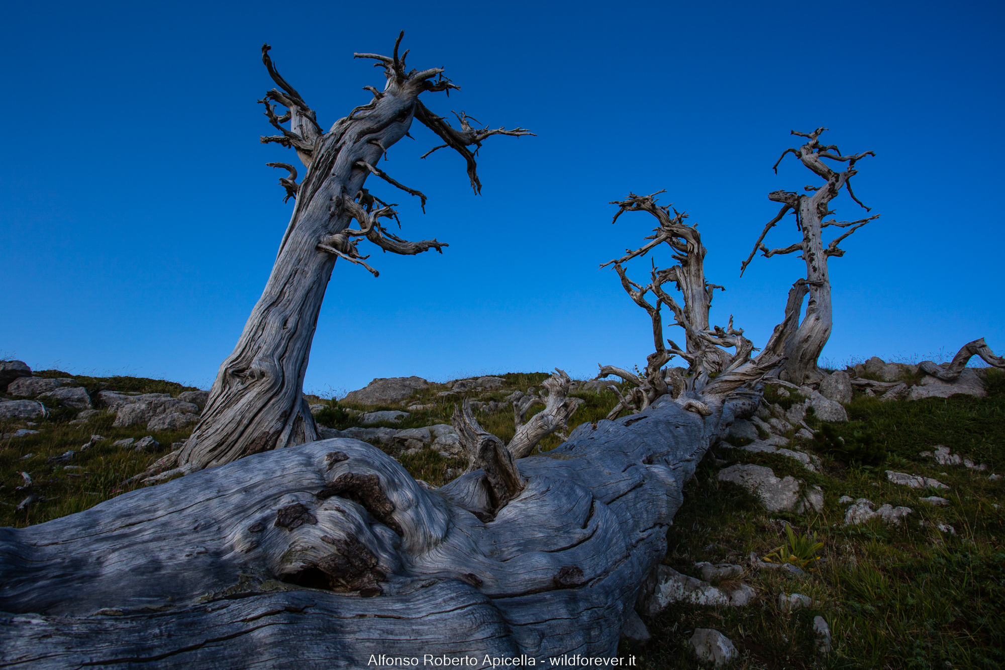 Pini Loricati - Pollino National Park