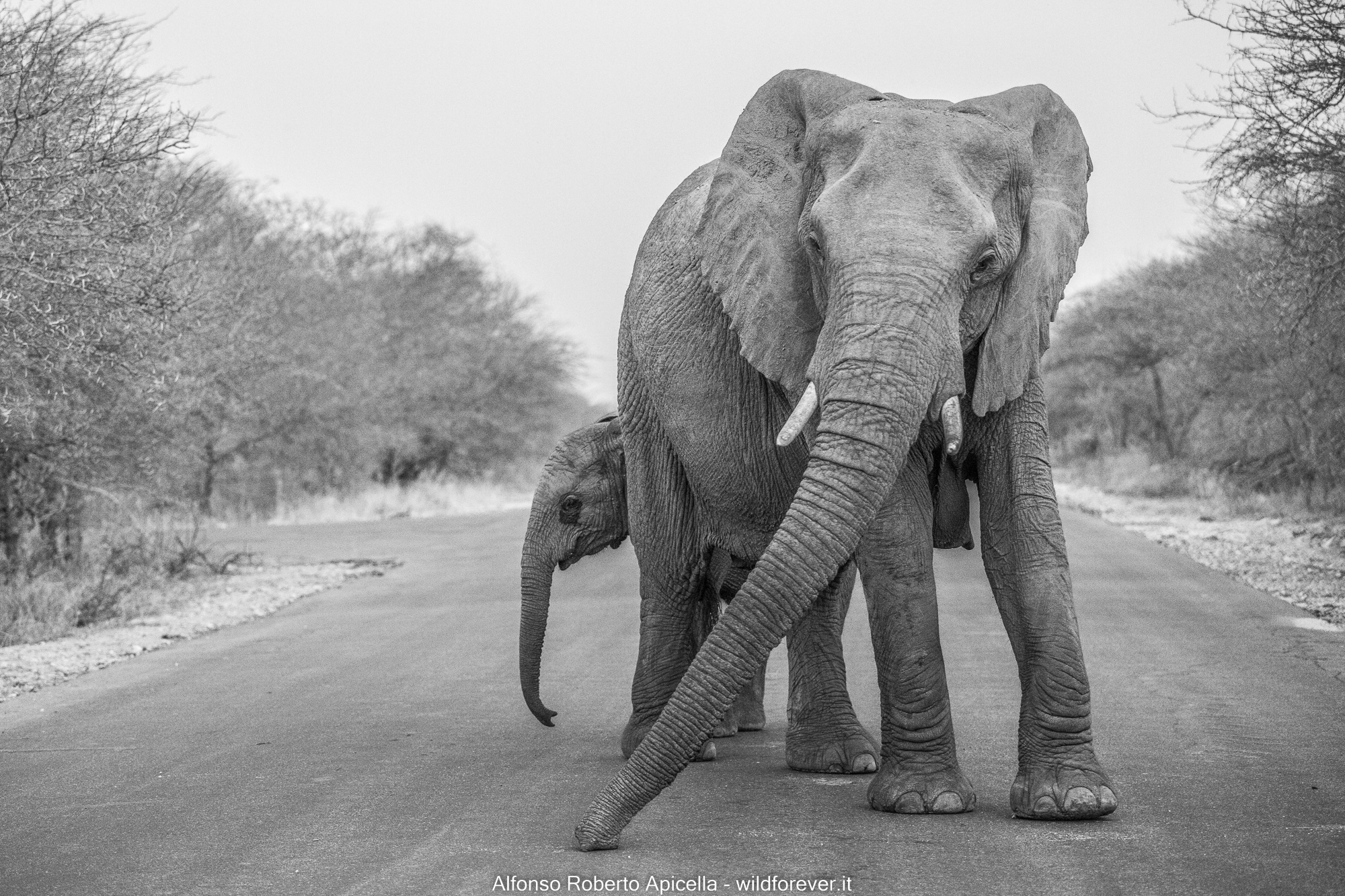 Elephants - Kruger National Park
