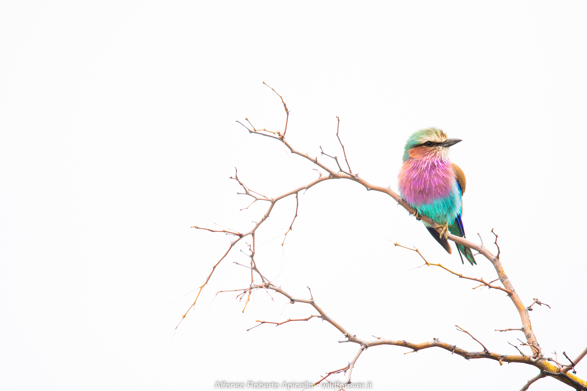 Coracias caudatus - Kruger National Park