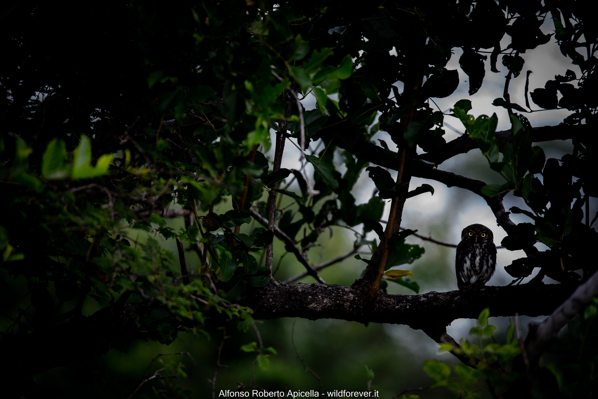Civettictis owl - Kruger National Park