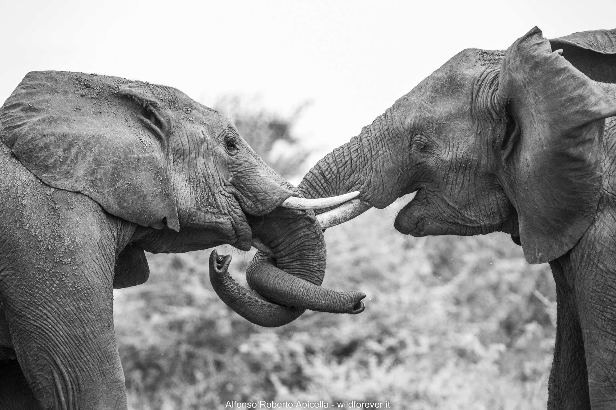 Elephants - Kruger National Park