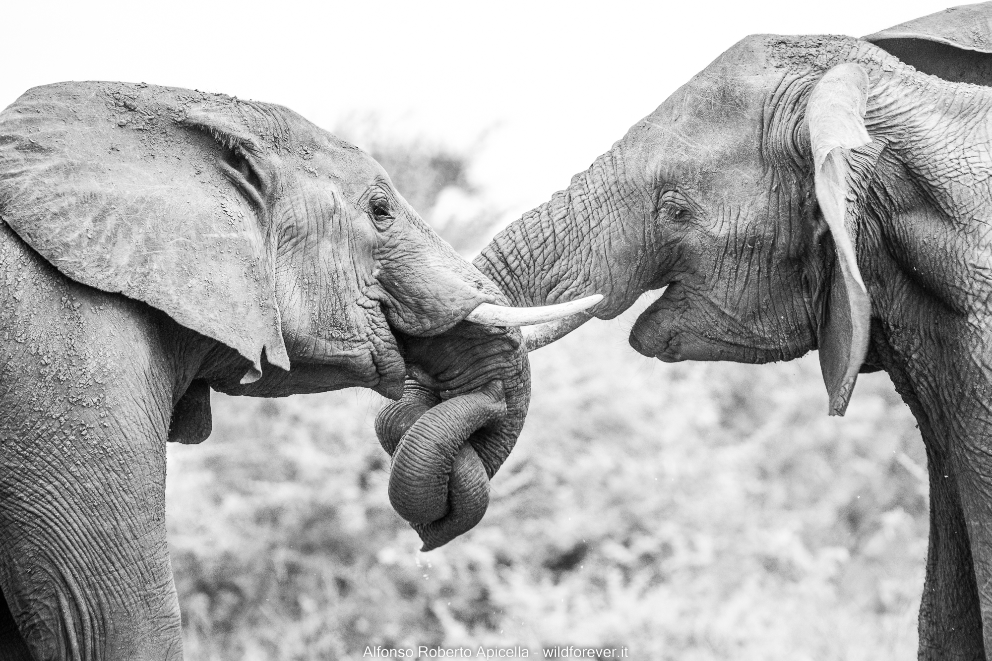 Elephants - Kruger National Park