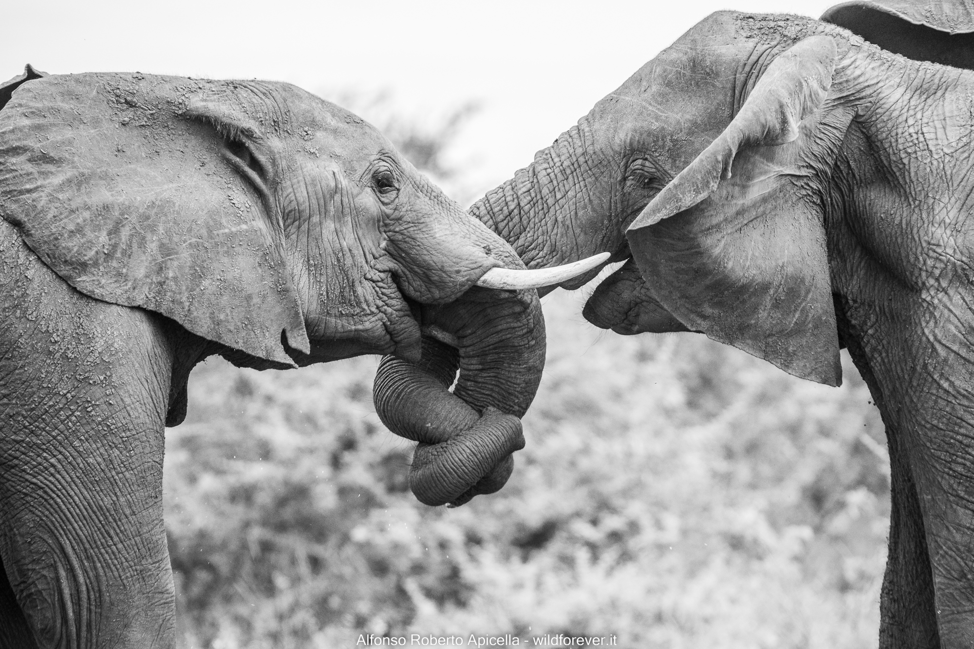 Elephants - Kruger National Park
