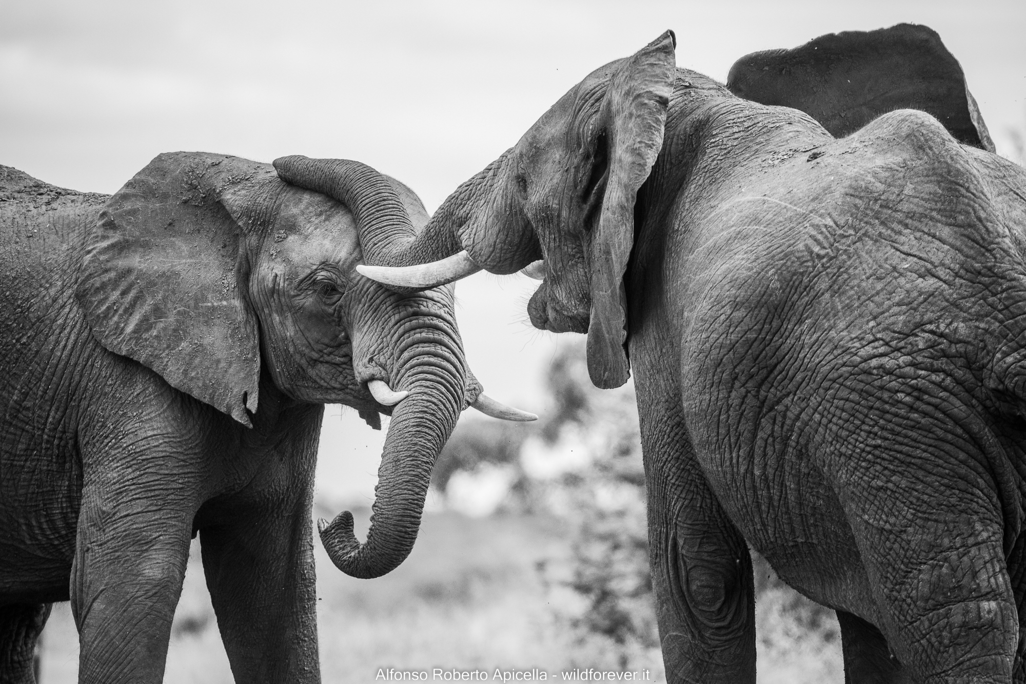 Elephants - Kruger National Park