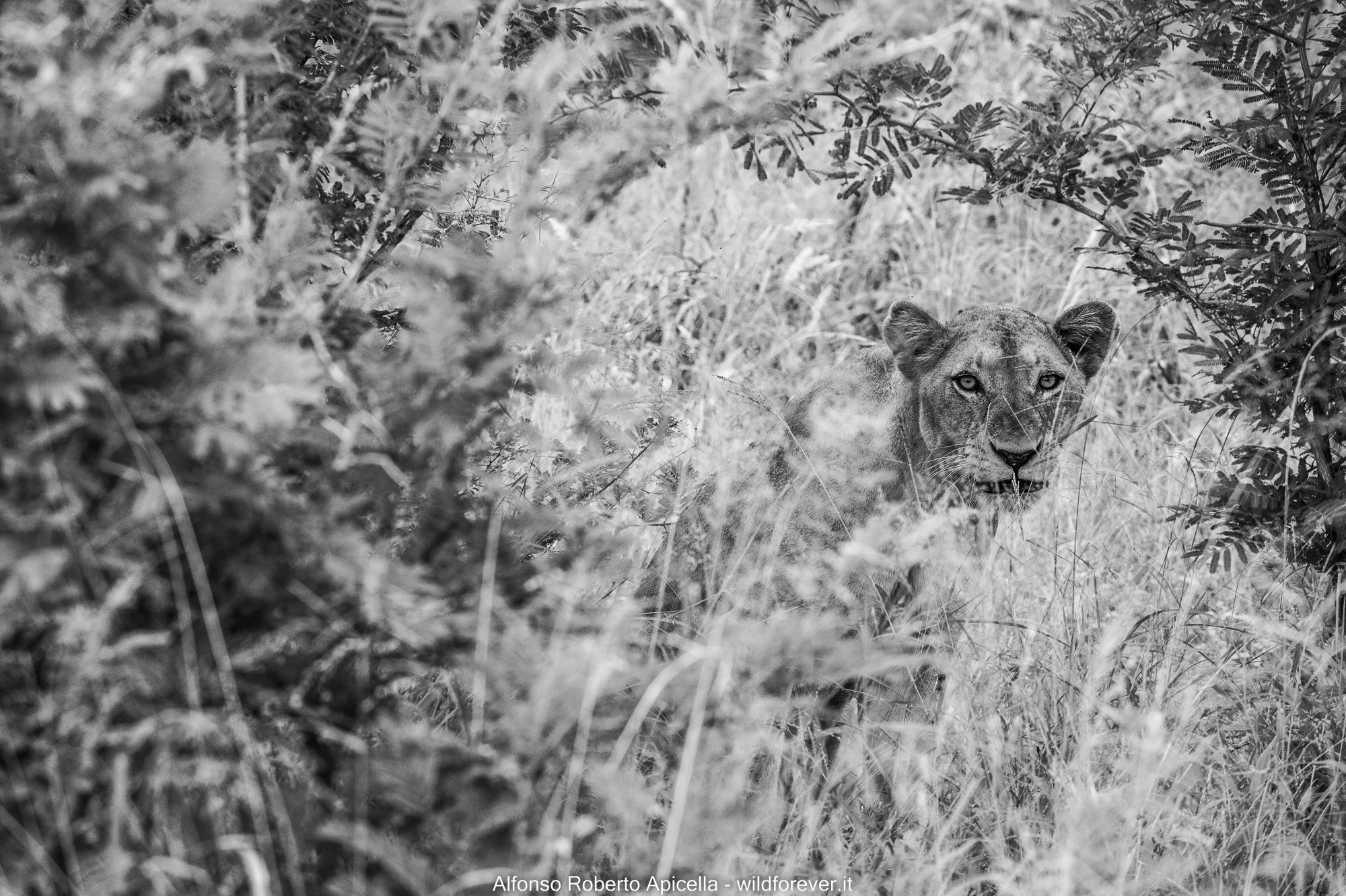 Lion - Kruger National Park