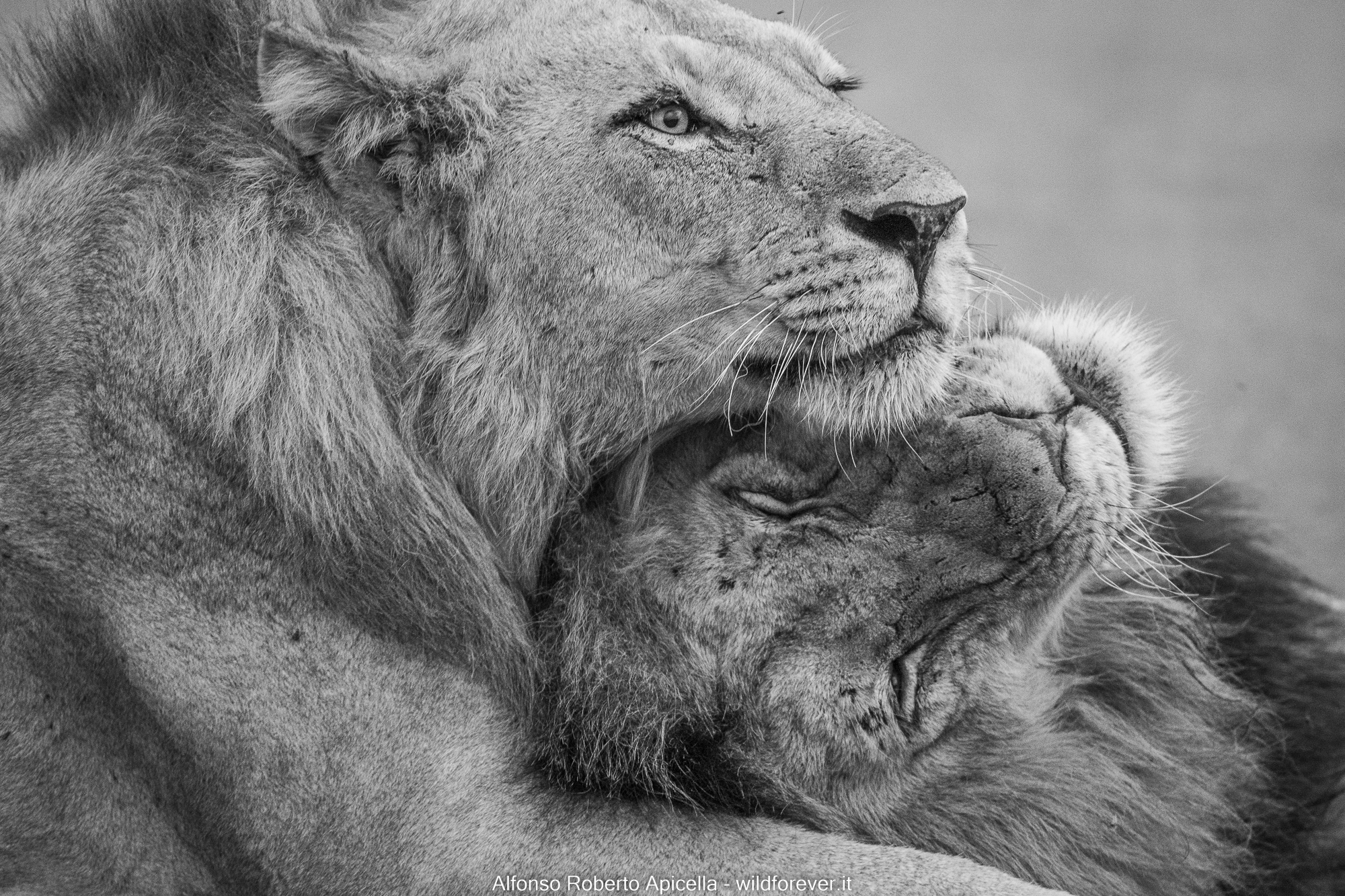 Lions - Kruger National Park