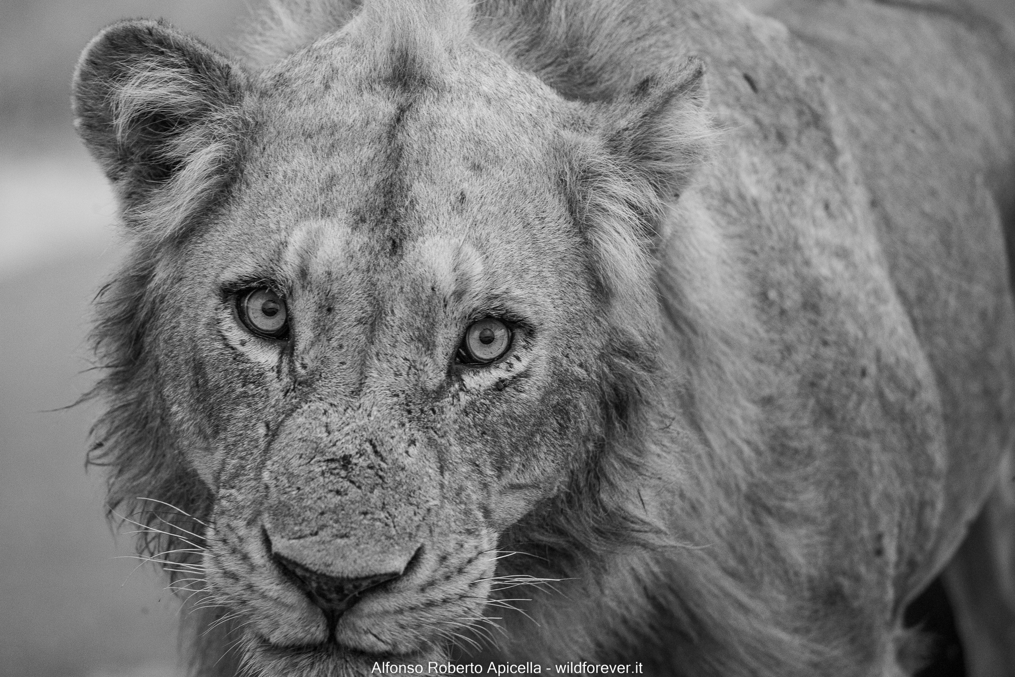 Lion - Kruger National Park
