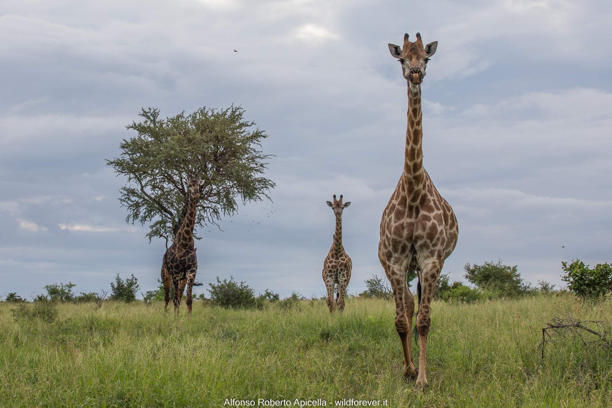 Giraffes - Kruger National Park