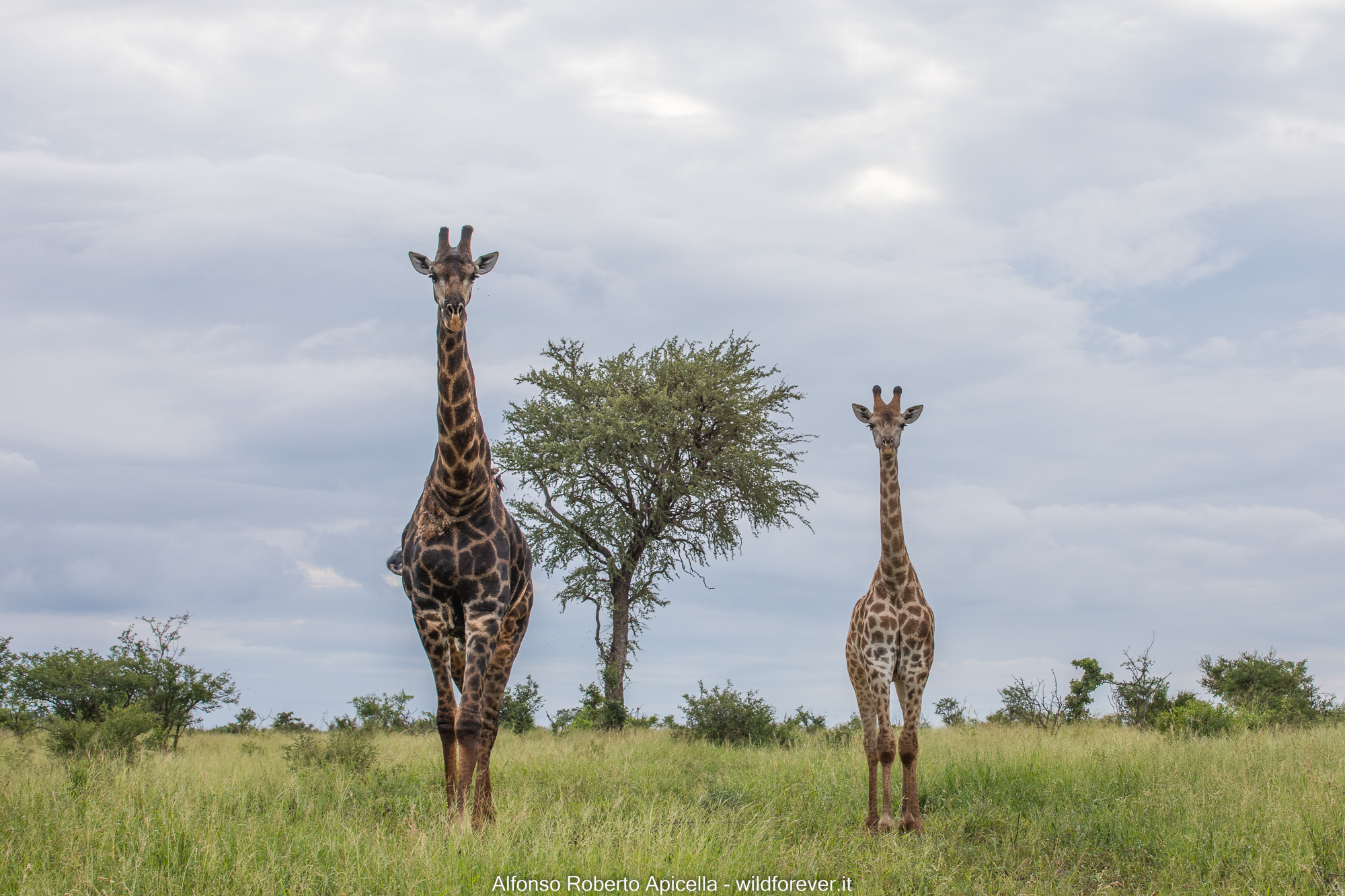 Giraffes - Kruger National Park