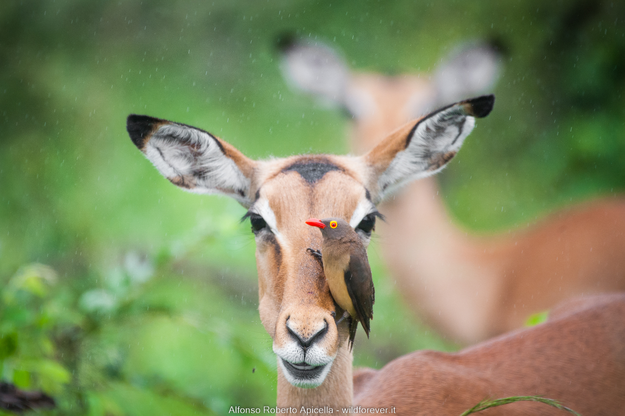 Bufaga on Impala - - Kruger National Park
