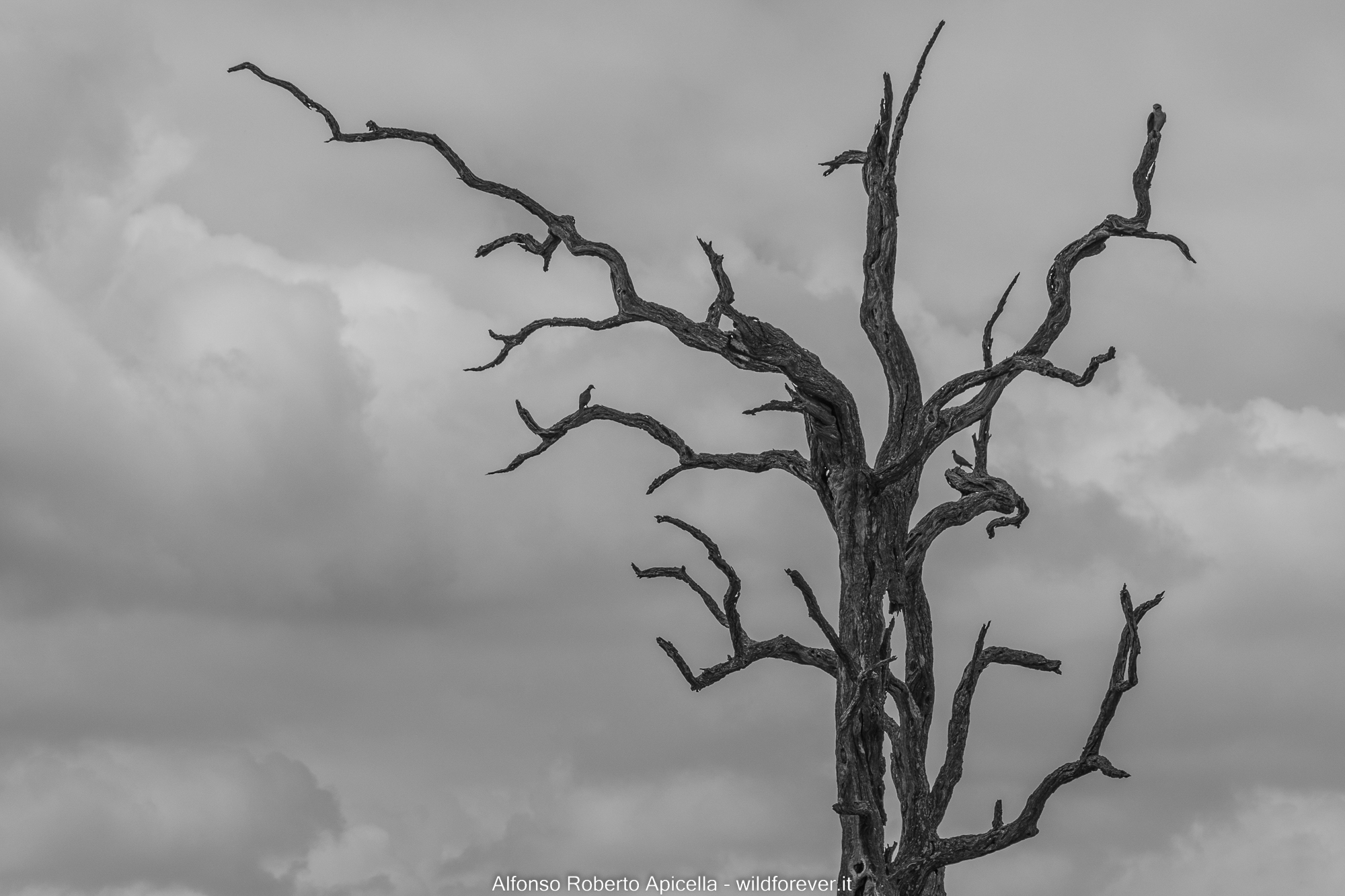 White Kite - Kruger National Park