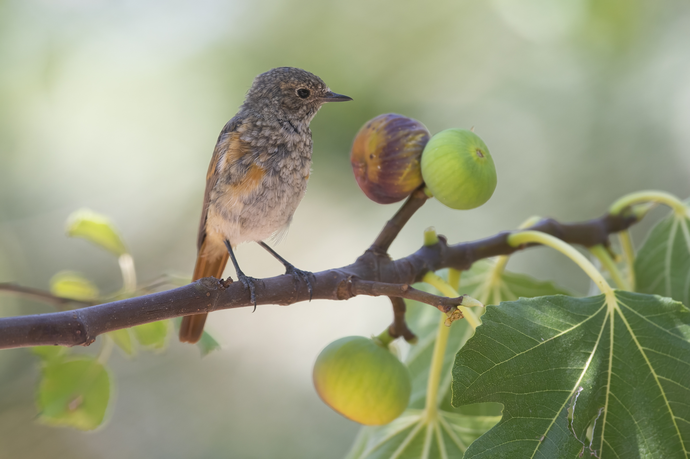 Redstart (Phoenicurus phoenicurus)