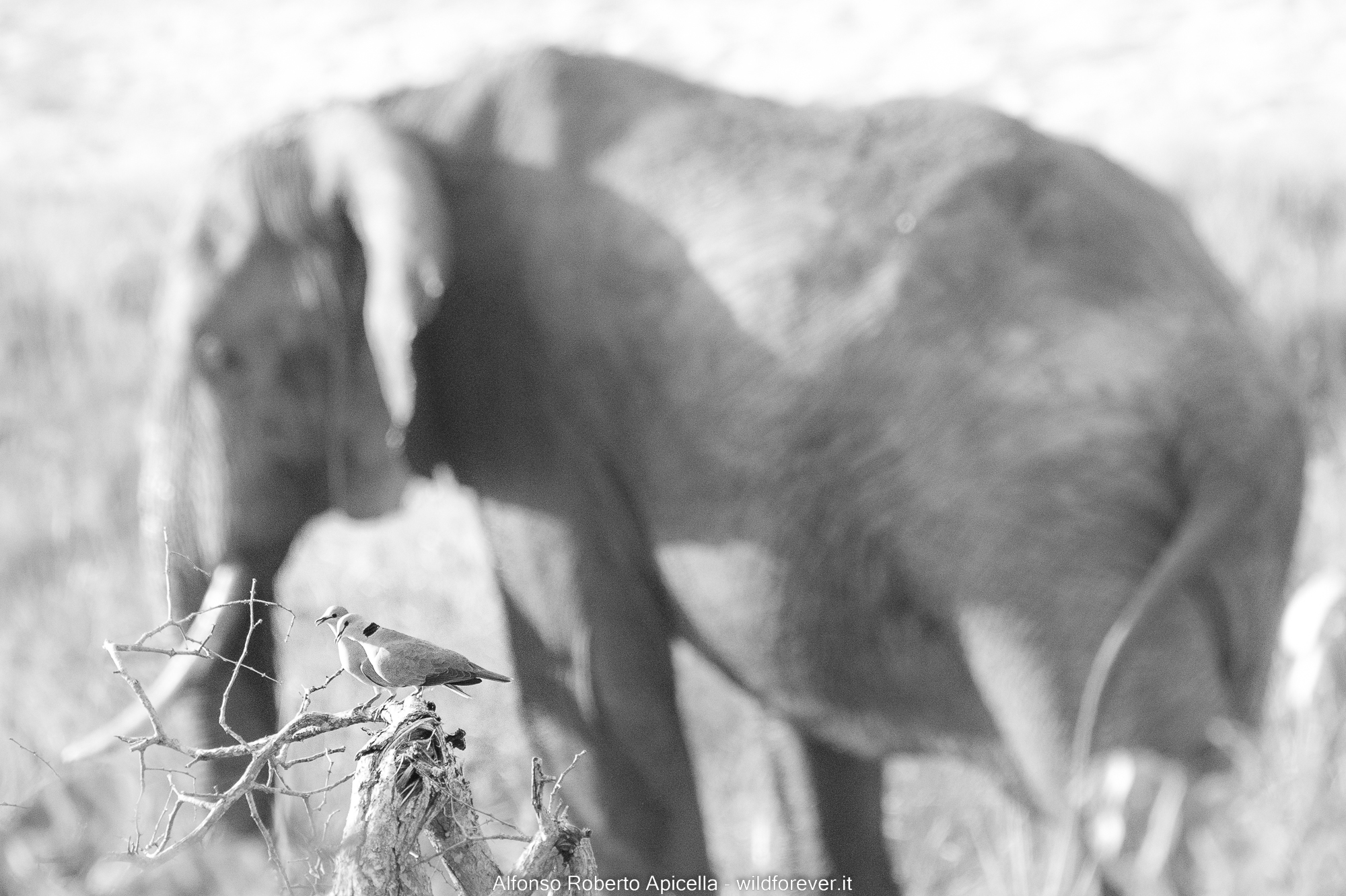 Tortore - - Kruger National Park