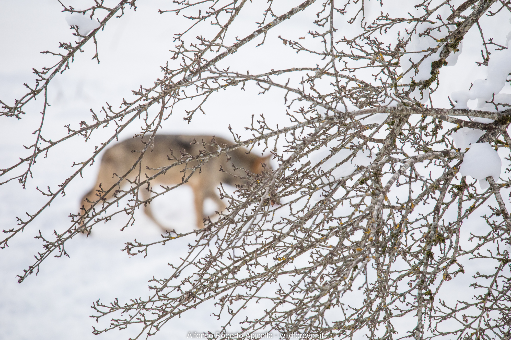 Wolf - Abruzzo