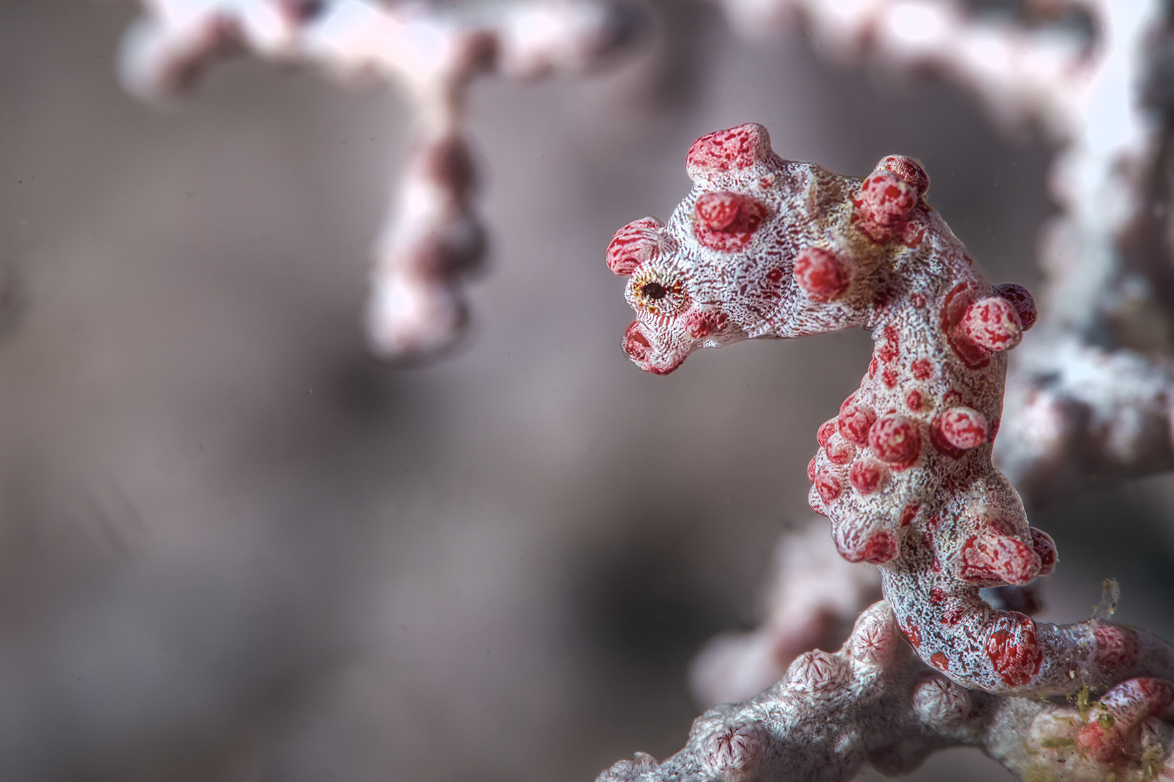 pigmy sea horse  Hippocampus bargibanti