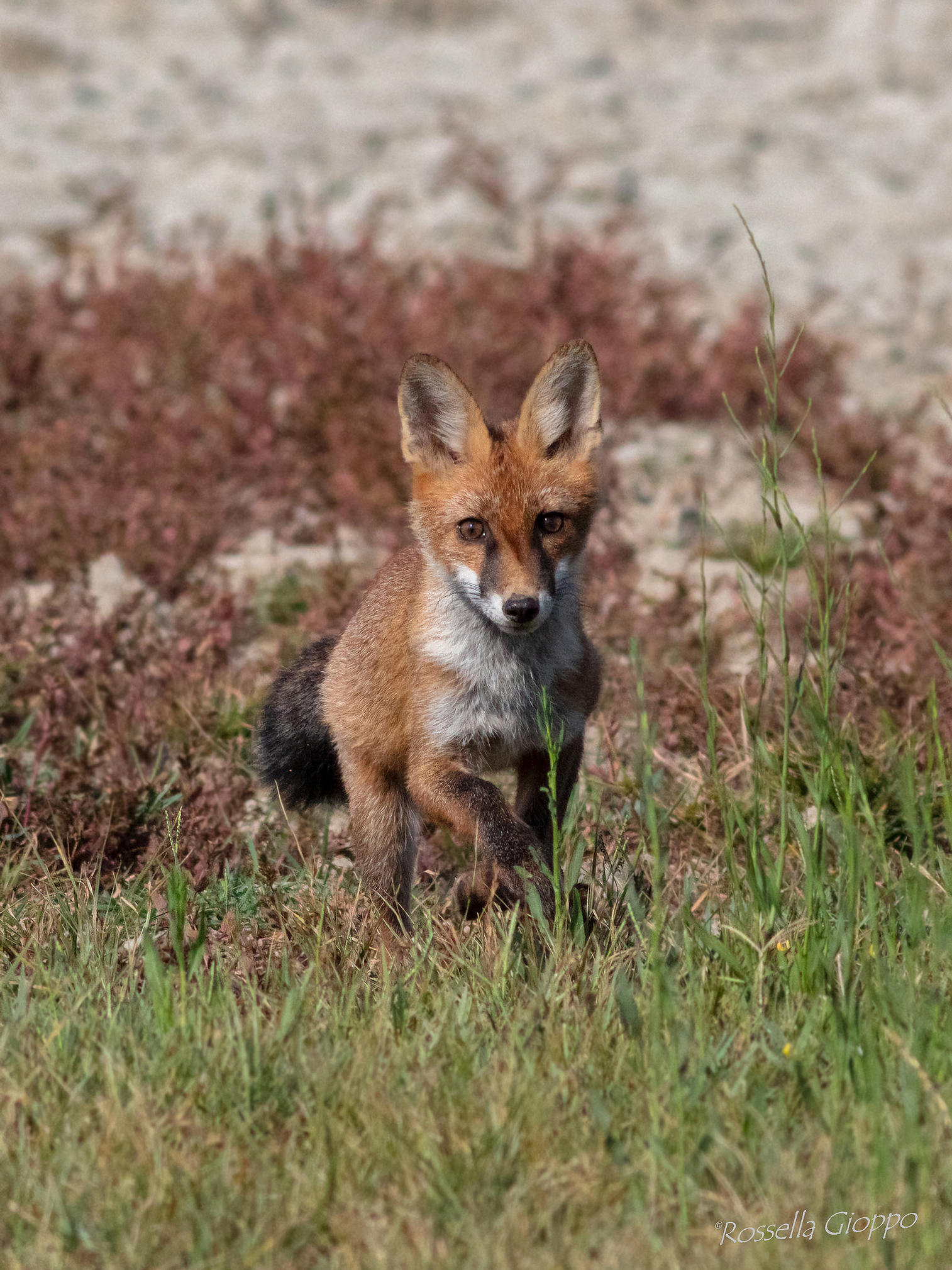 Vulpes vulpes (Volpe rossa)