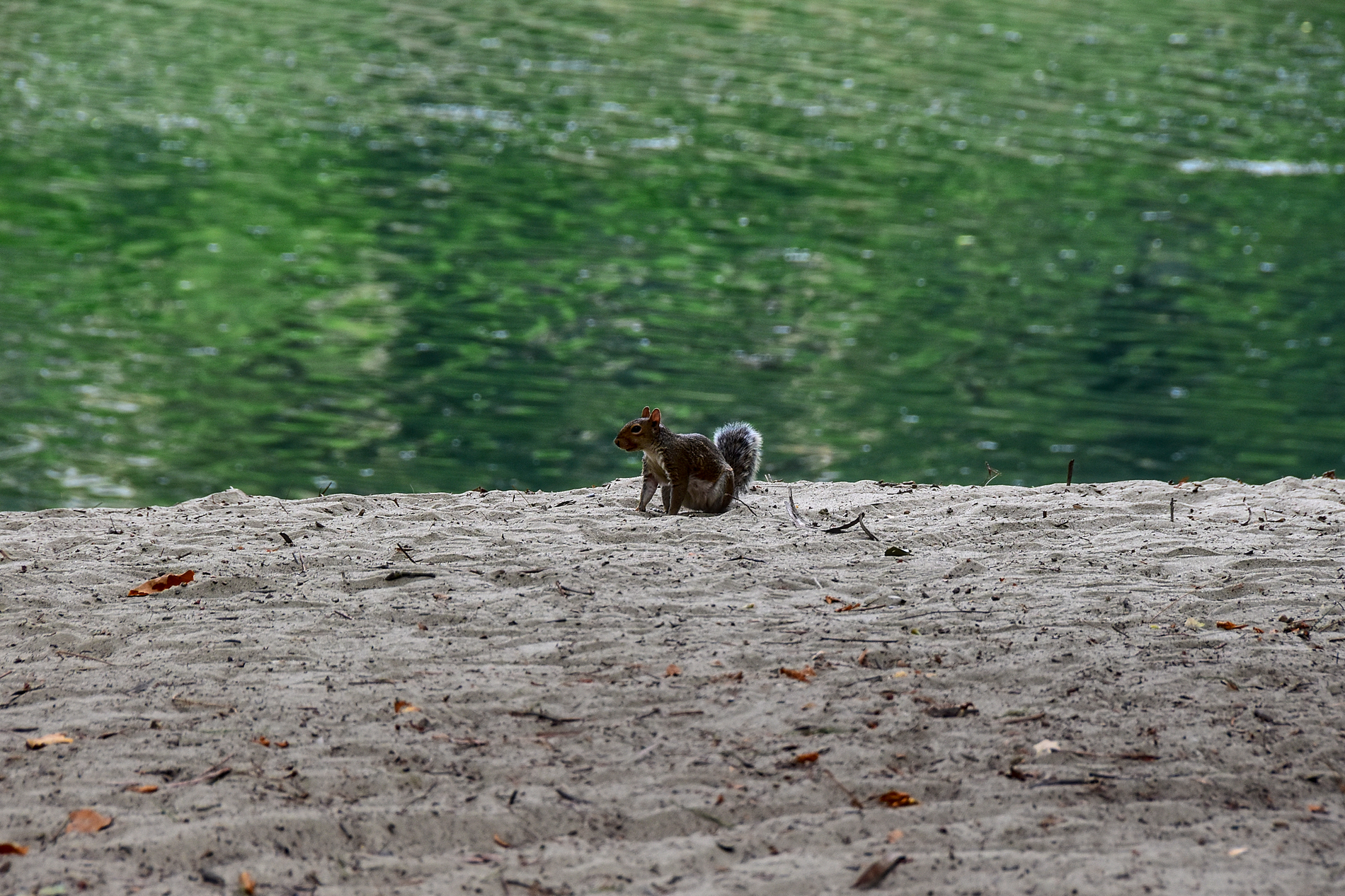squirrels