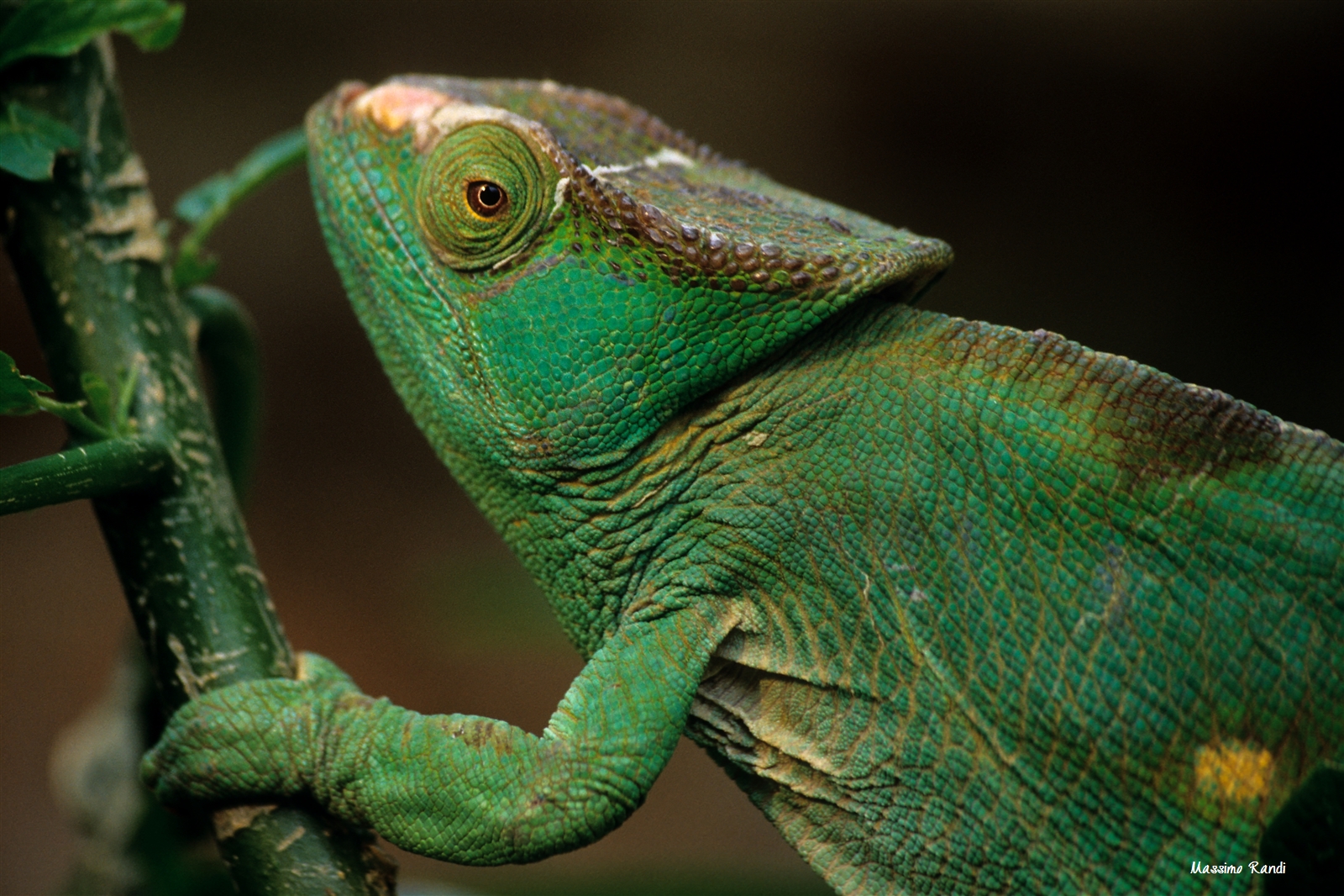 camaleonte, Perinet National Park - Madagascar
