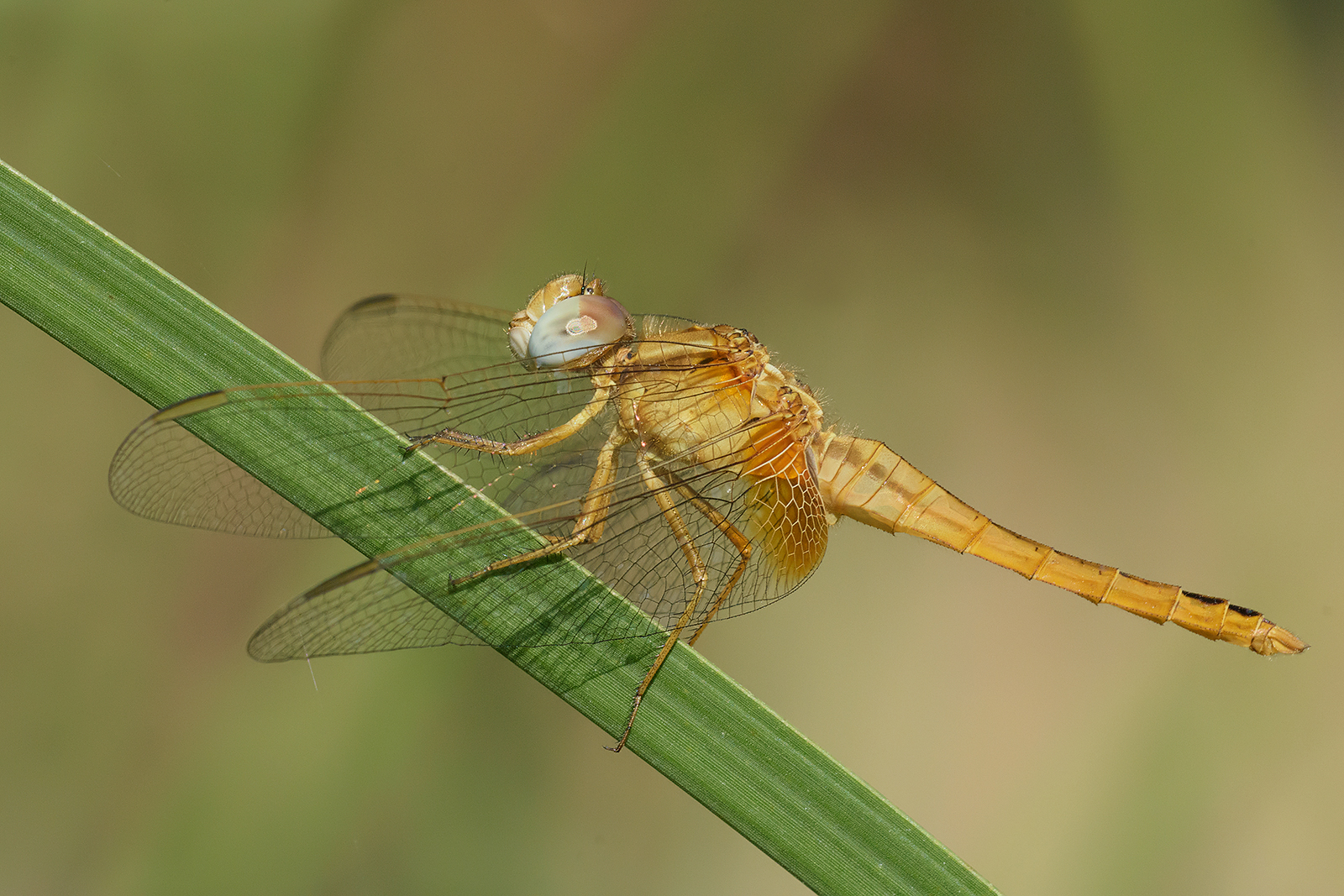 Crocothemis erythraea (female).