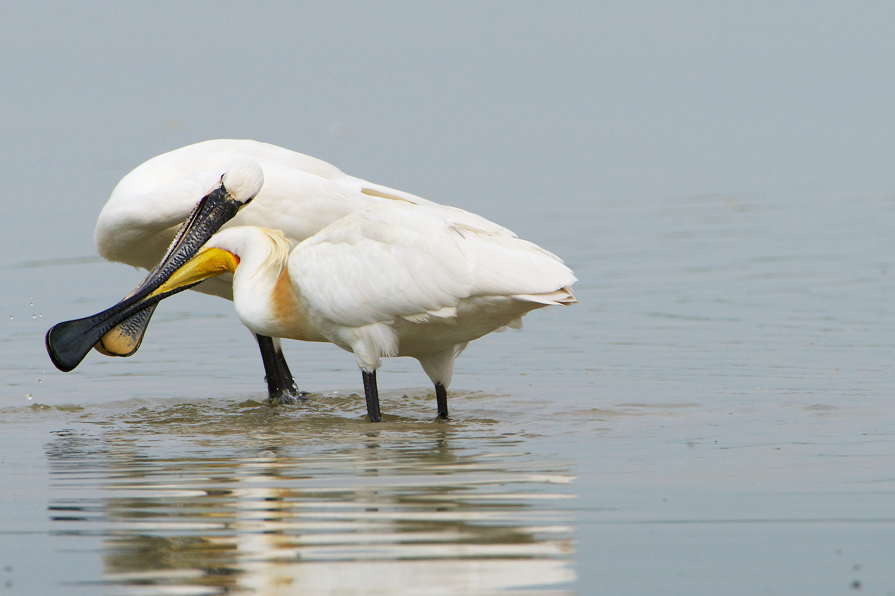 duelists work with the beak
