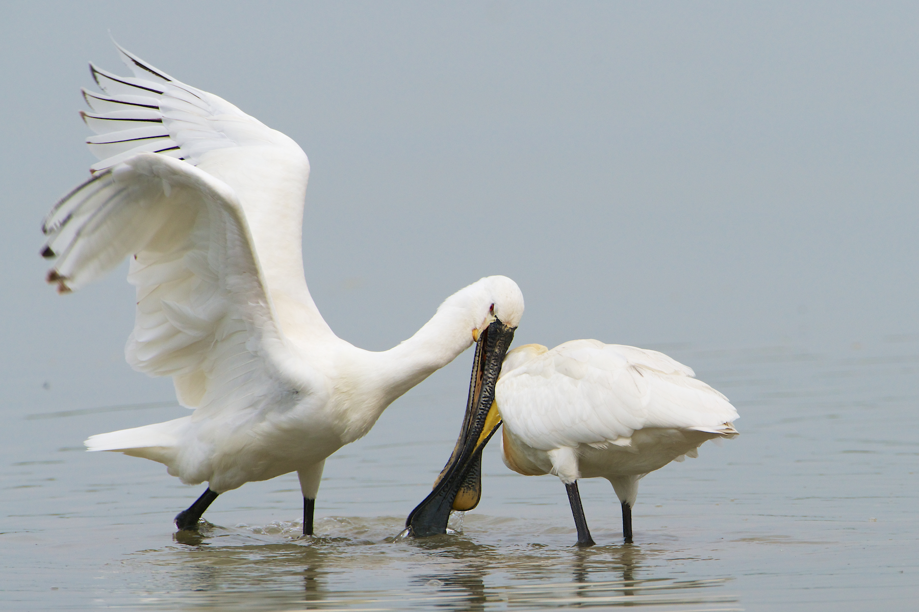 .. the melee requires the contribution of the wings ...